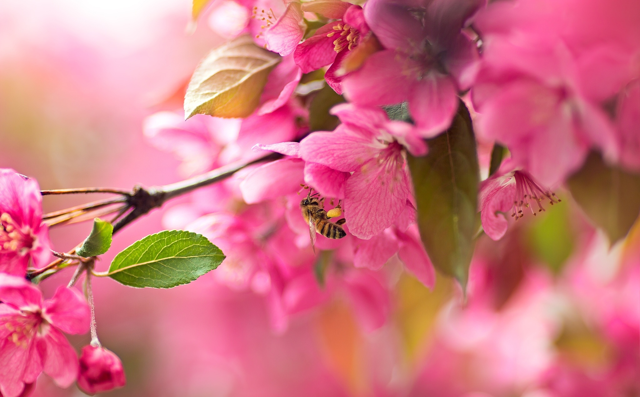 Скачати мобільні шпалери Природа, Квітка, Макрос, Цвітіння, Комаха, Земля, Бджола, Весна, Рожева Квітка, Флауерзи безкоштовно.