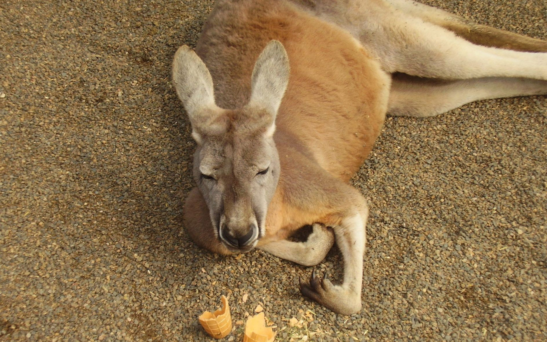 animal, kangaroo