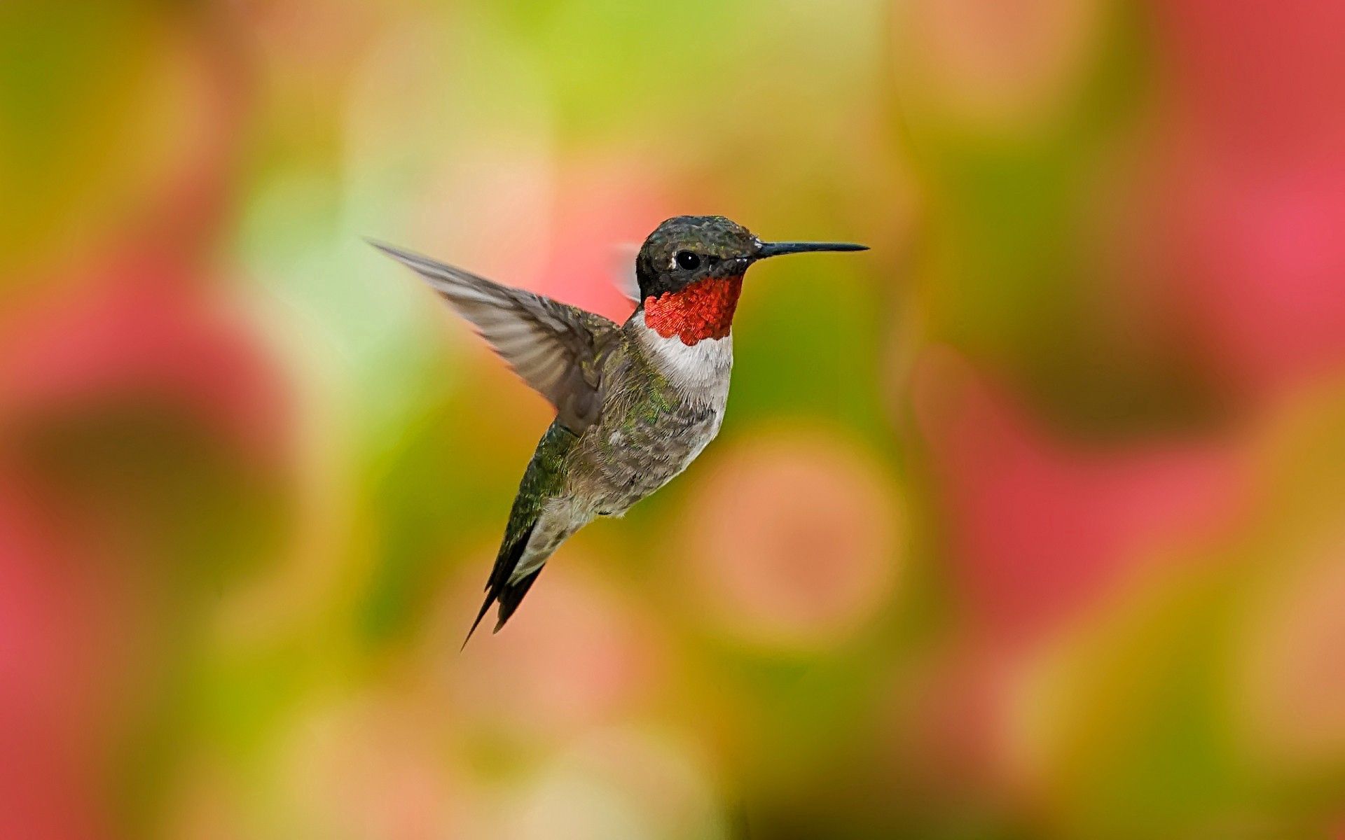 106504 скачать обои колибри, цветы, животные, птица, полет, взмах - заставки и картинки бесплатно
