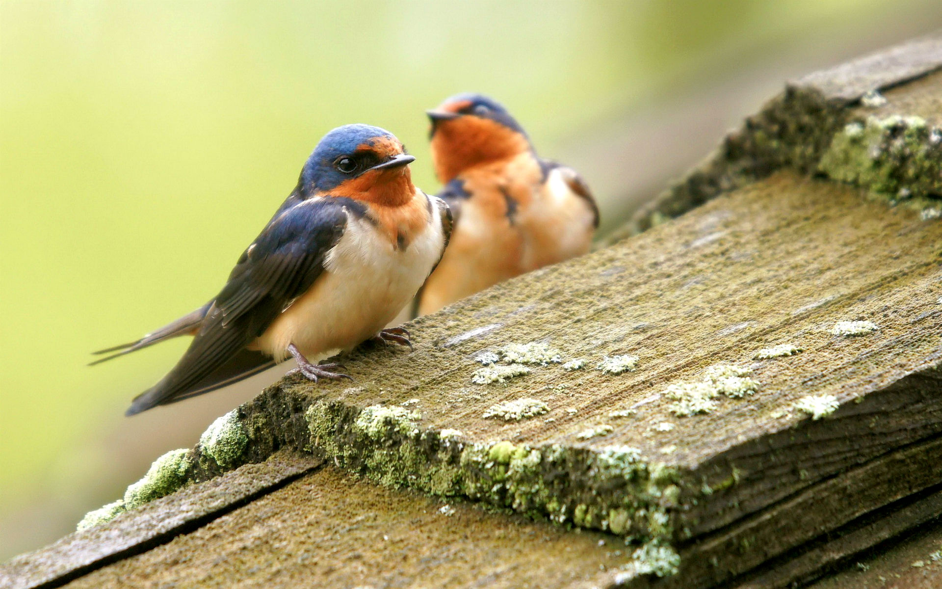 Laden Sie das Tiere, Vogel-Bild kostenlos auf Ihren PC-Desktop herunter