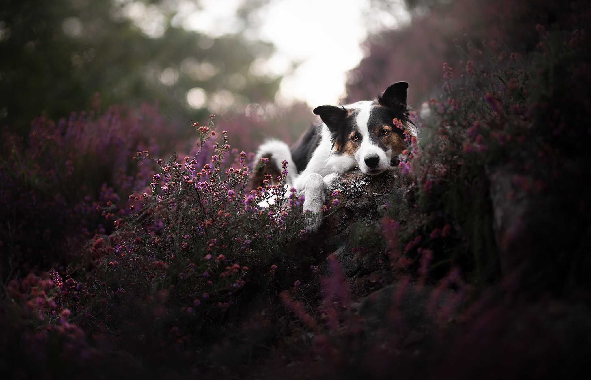 Handy-Wallpaper Hunde, Hund, Tiere kostenlos herunterladen.