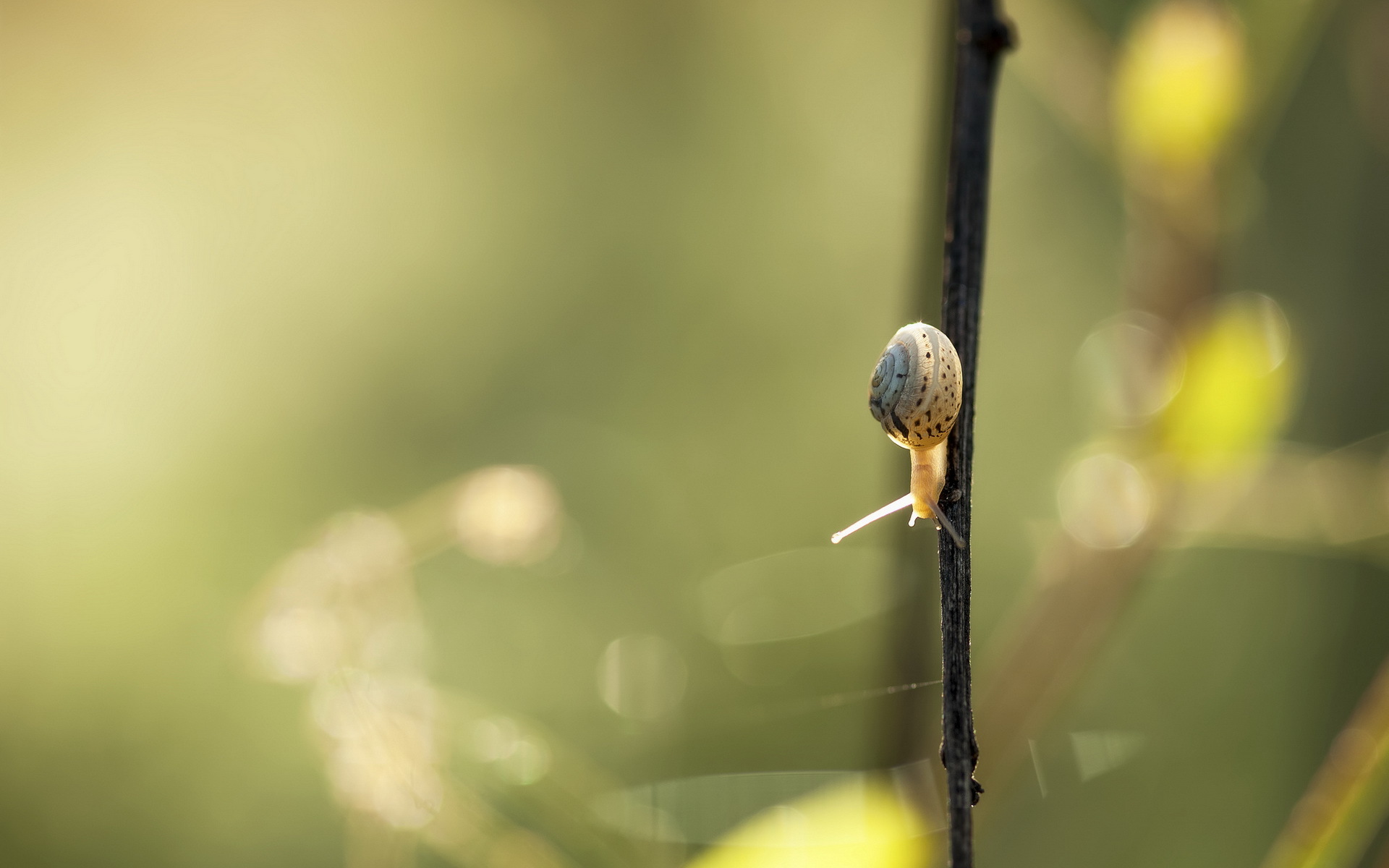 PC Wallpapers  Snail