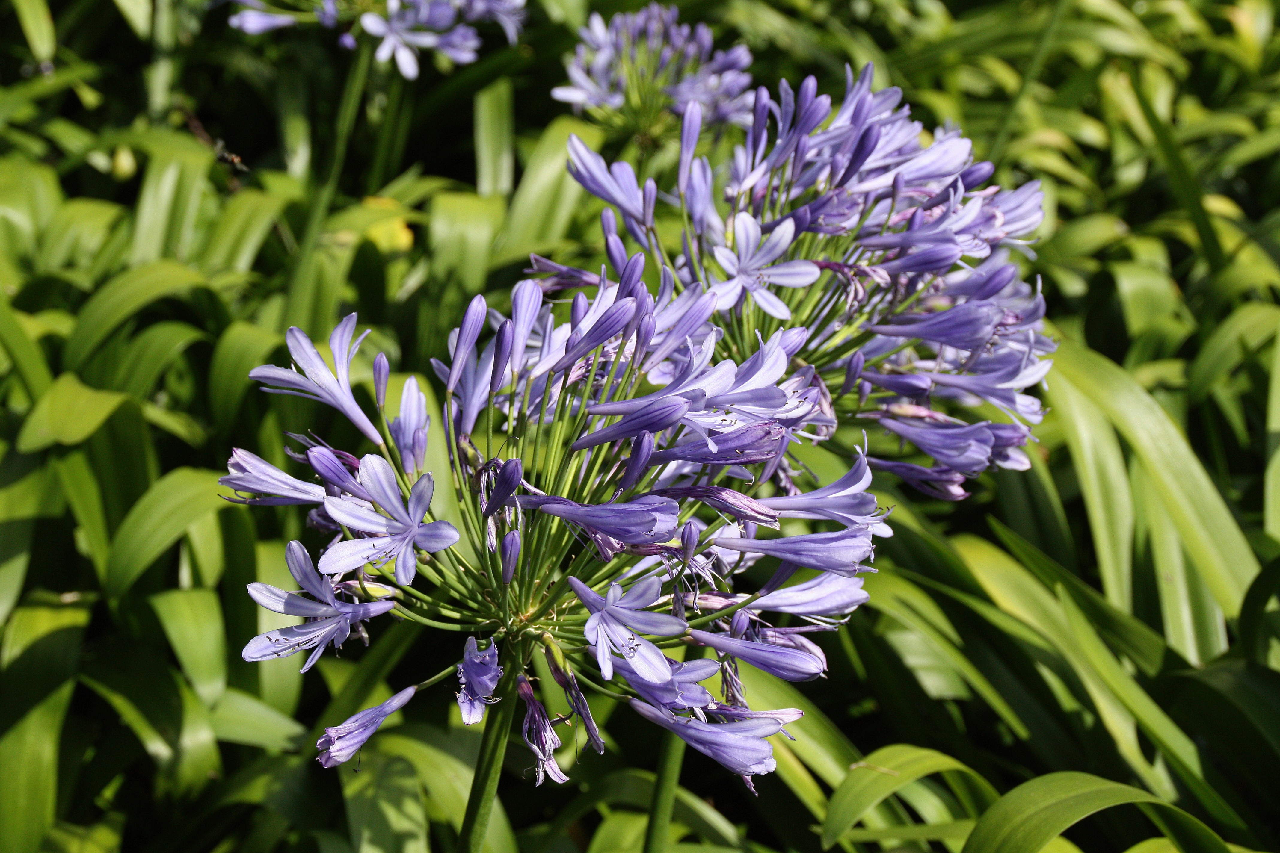agapanthus, earth, lily of the nile, flower