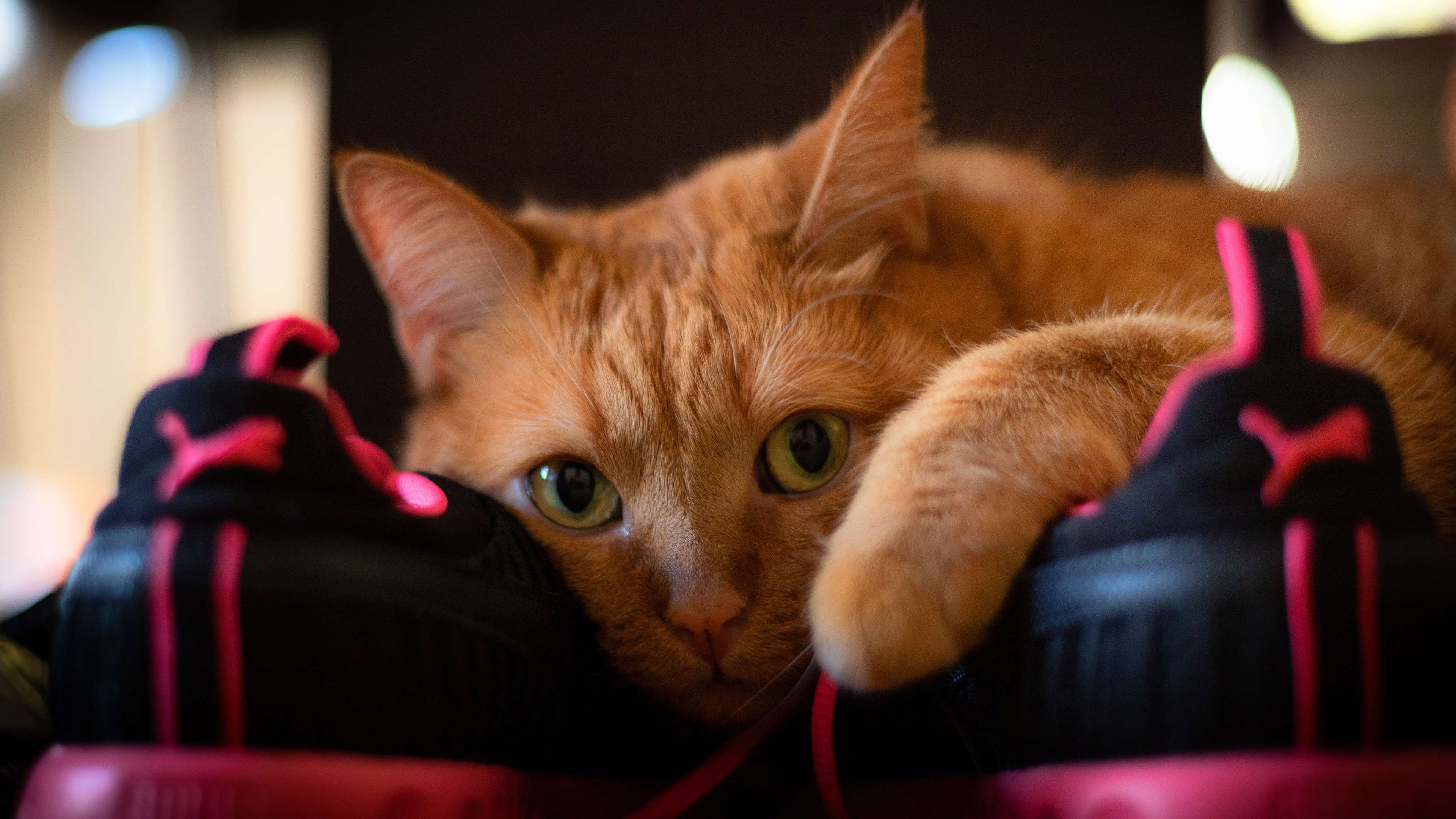Laden Sie das Tiere, Katzen, Katze, Turnschuhe, Schnauze-Bild kostenlos auf Ihren PC-Desktop herunter