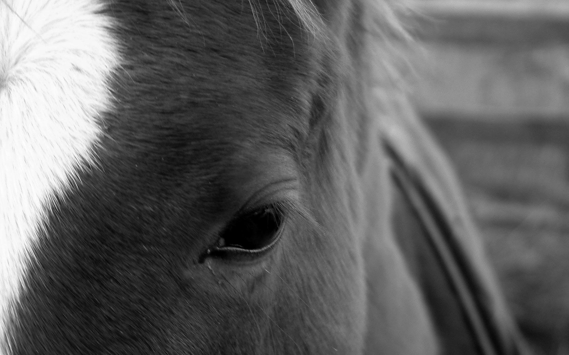 Baixar papel de parede para celular de Animais, Cavalo gratuito.