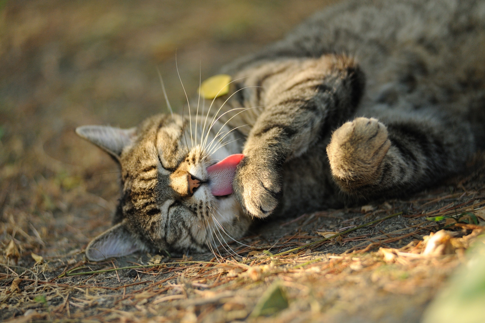 Laden Sie das Tiere, Katzen, Katze, Bokeh, Sonnig-Bild kostenlos auf Ihren PC-Desktop herunter