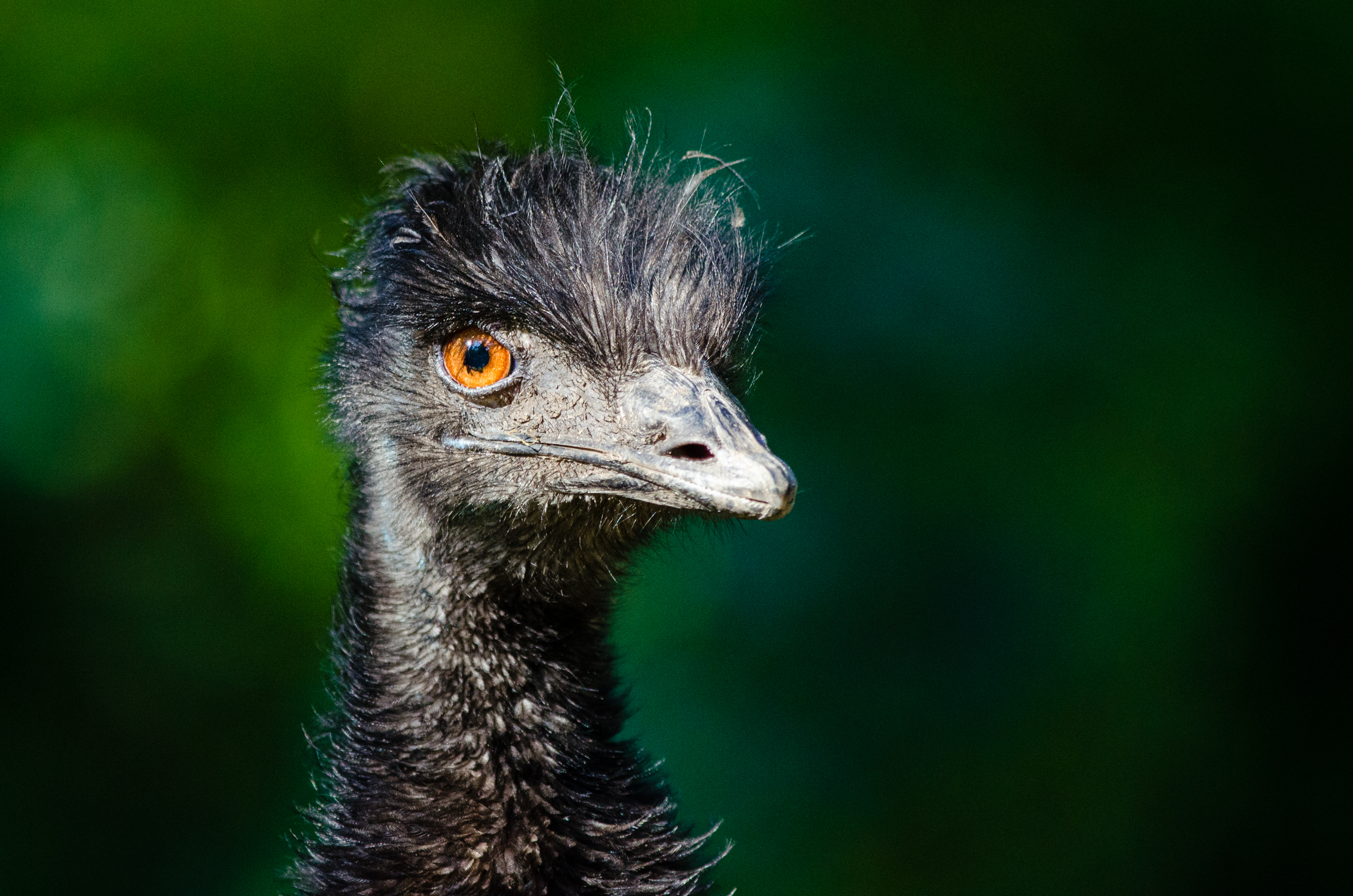 1527776 Bild herunterladen tiere, emu, vogel, vögel - Hintergrundbilder und Bildschirmschoner kostenlos