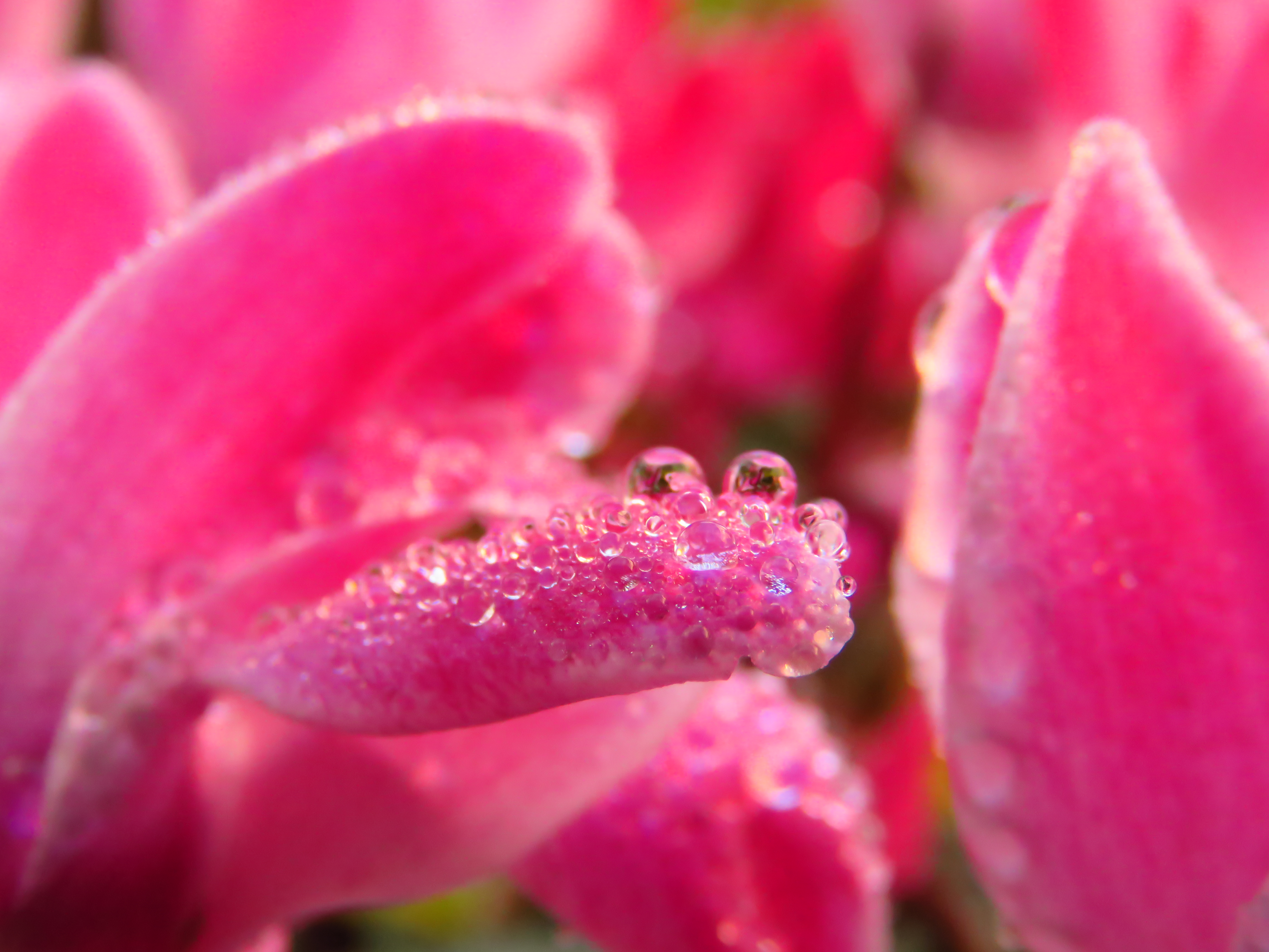 Laden Sie das Drops, Makro, Blütenblätter, Rosa-Bild kostenlos auf Ihren PC-Desktop herunter