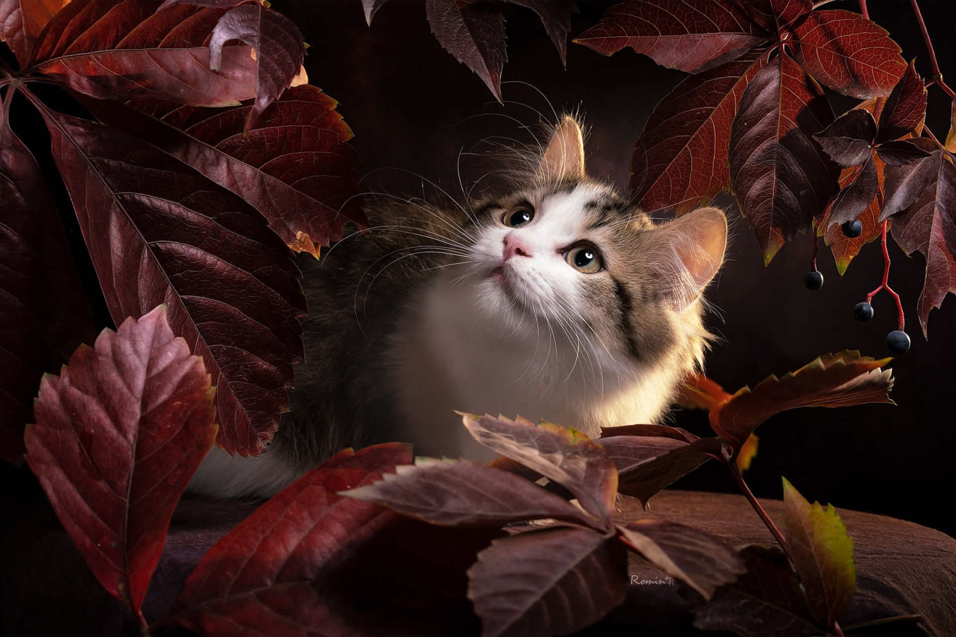 Free download wallpaper Cat, Cats, Animal on your PC desktop