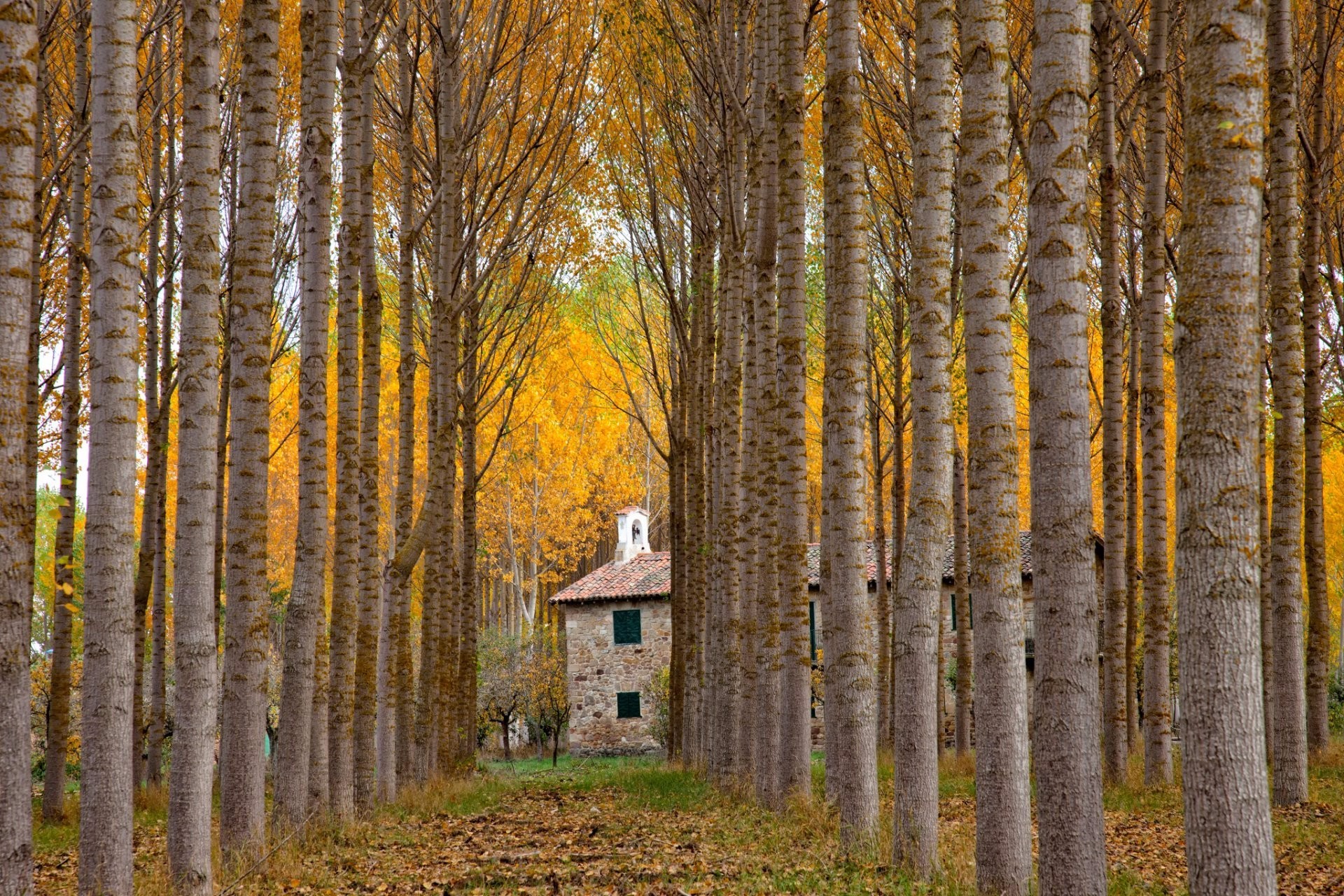 Download mobile wallpaper Forest, Tree, House, Man Made for free.