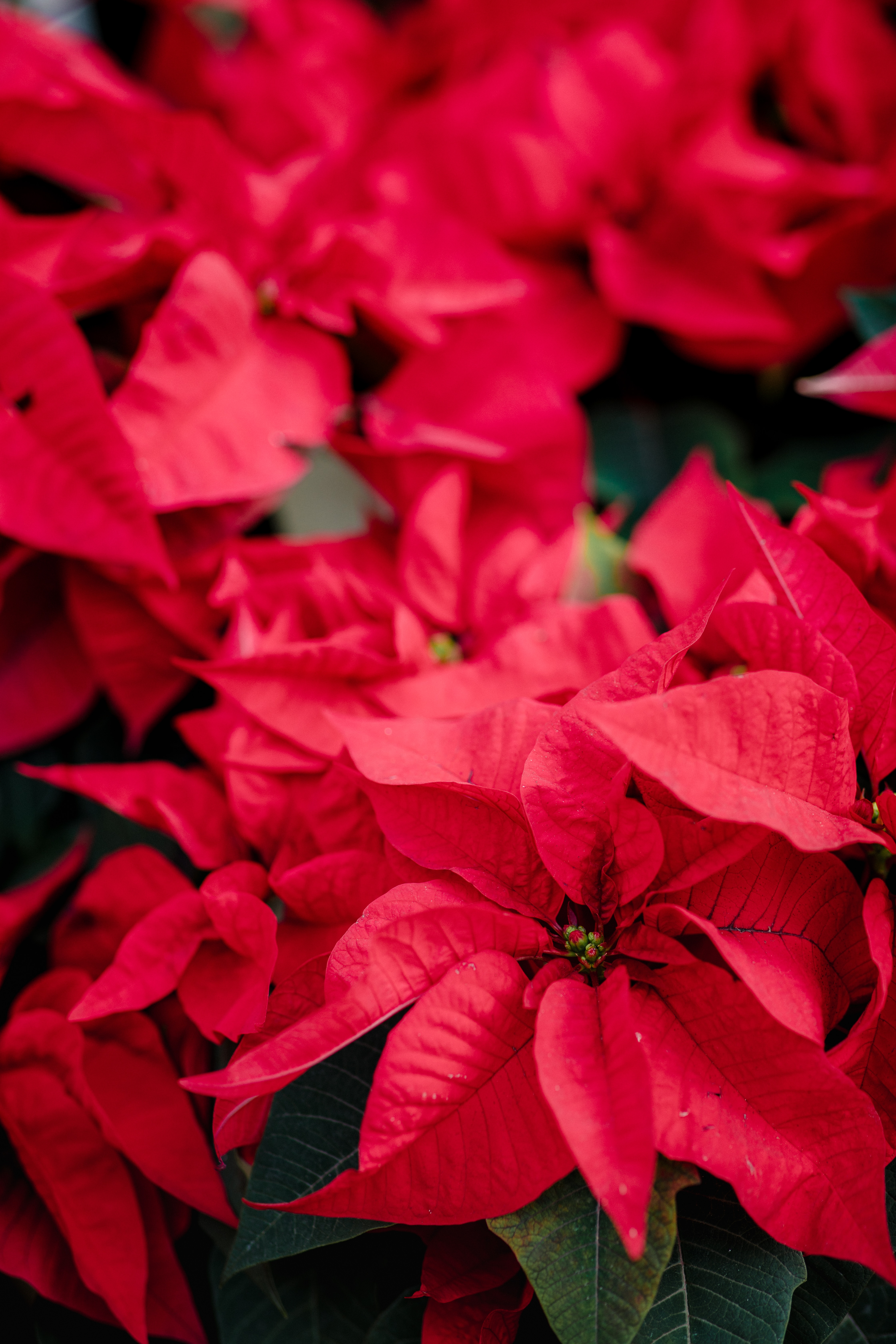 flowers, red, plant, decorative, poinsettia