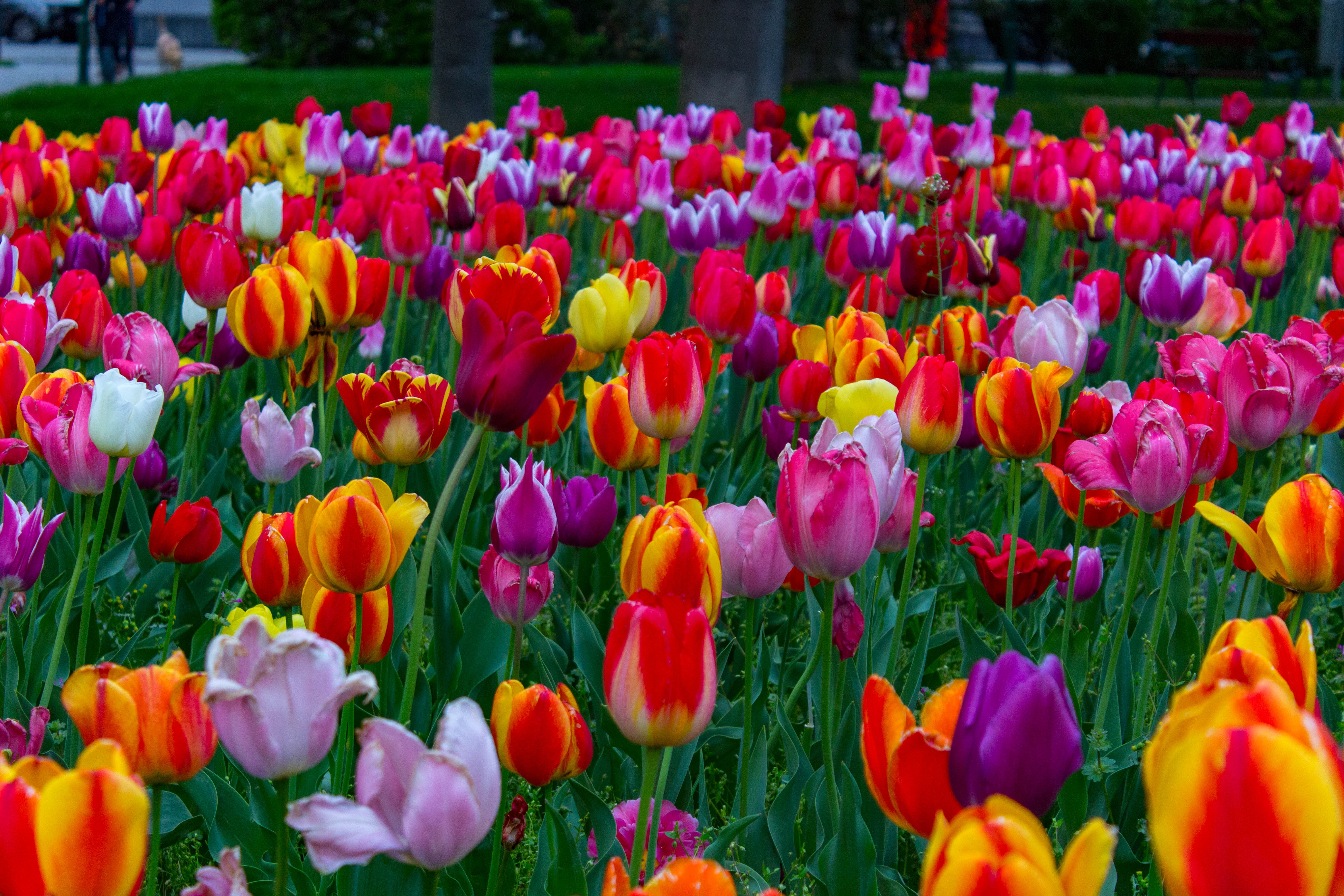 Téléchargez des papiers peints mobile Fleurs, Fleur, Couleurs, Coloré, Tulipe, Terre/nature gratuitement.