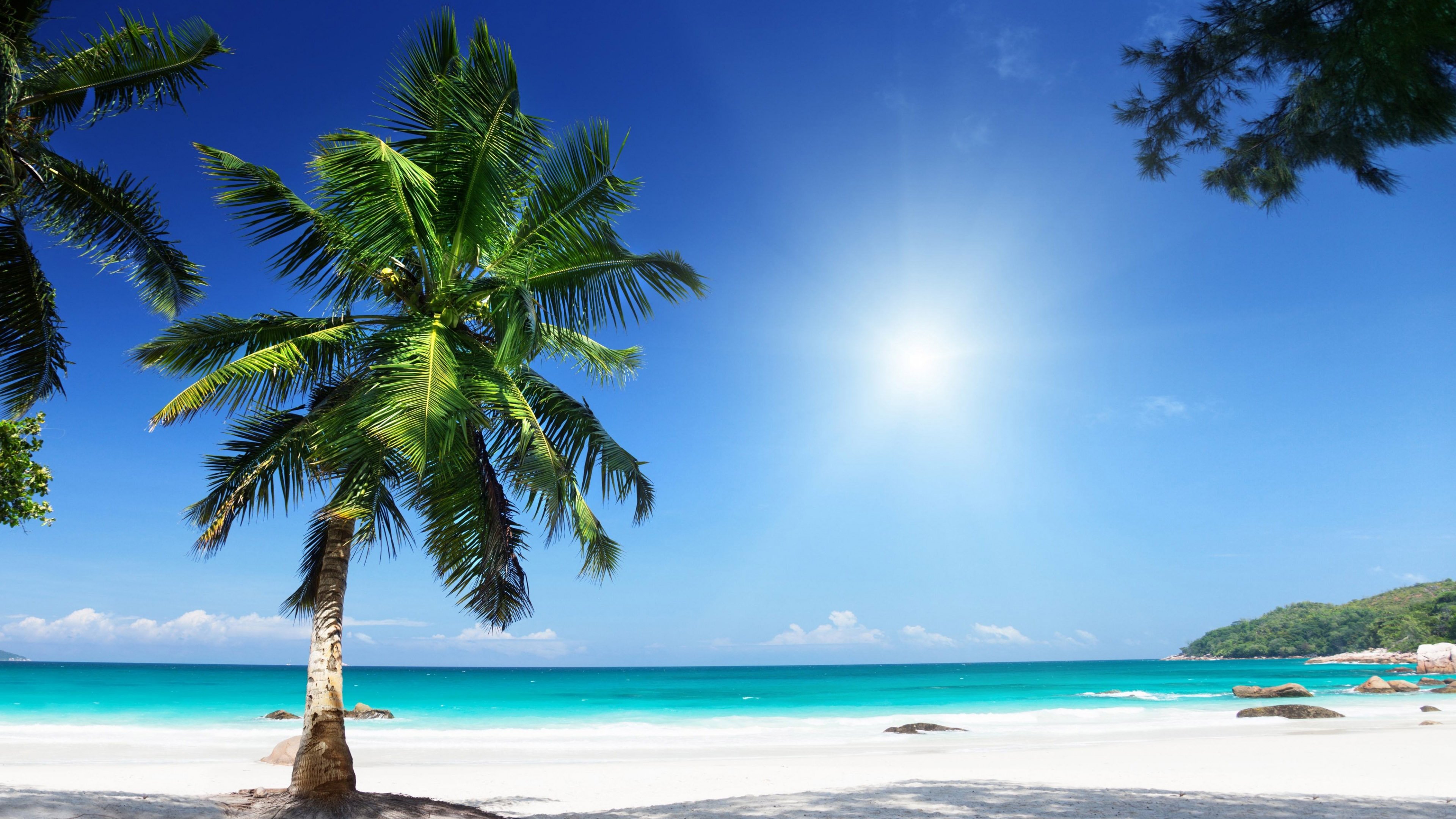 Скачать картинку Пляж, Горизонт, Океан, Пальма, Тропический, Земля/природа в телефон бесплатно.