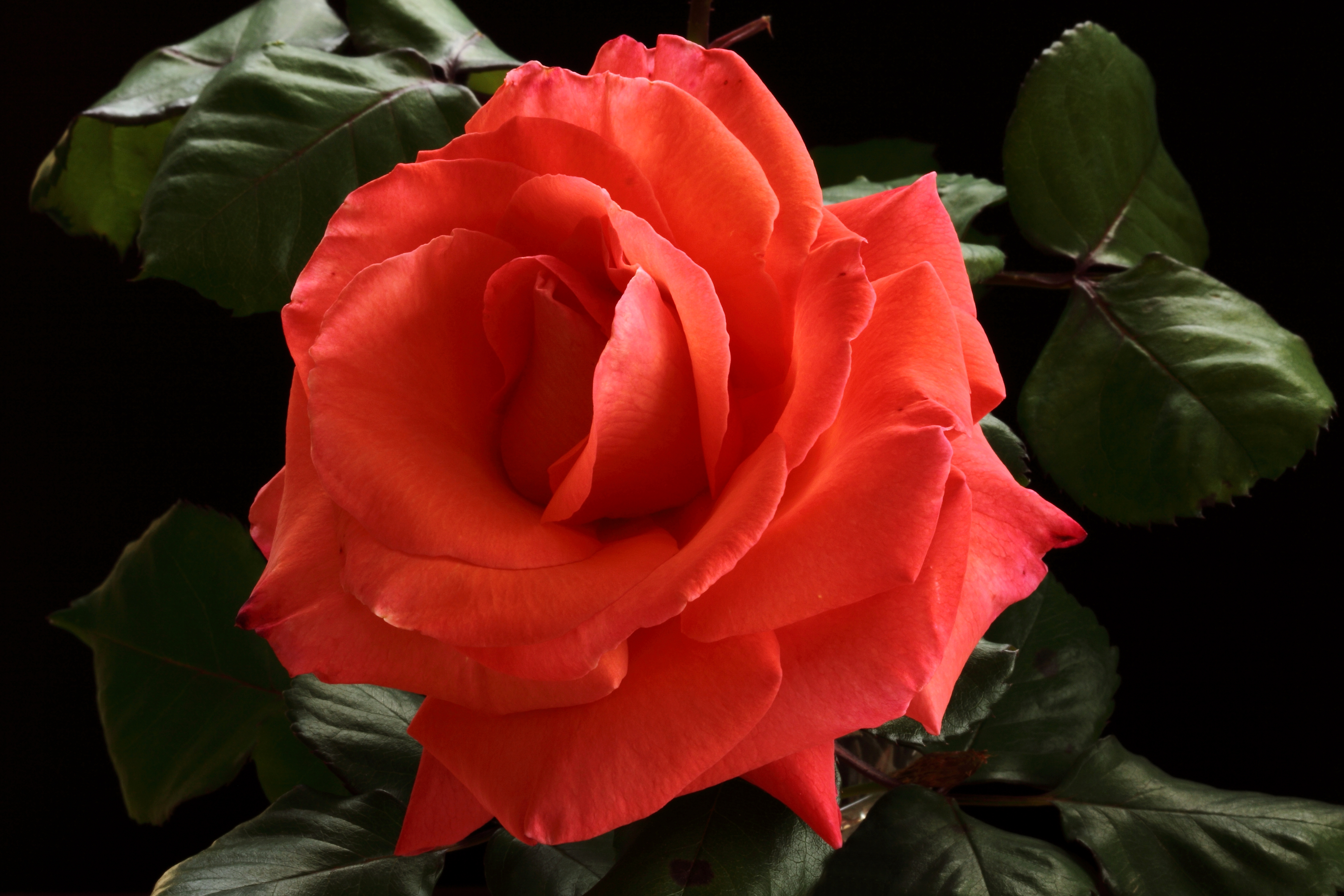 Завантажити шпалери безкоштовно Квітка, Роза, Земля, Листок, Апельсинова Квітка, Флауерзи картинка на робочий стіл ПК
