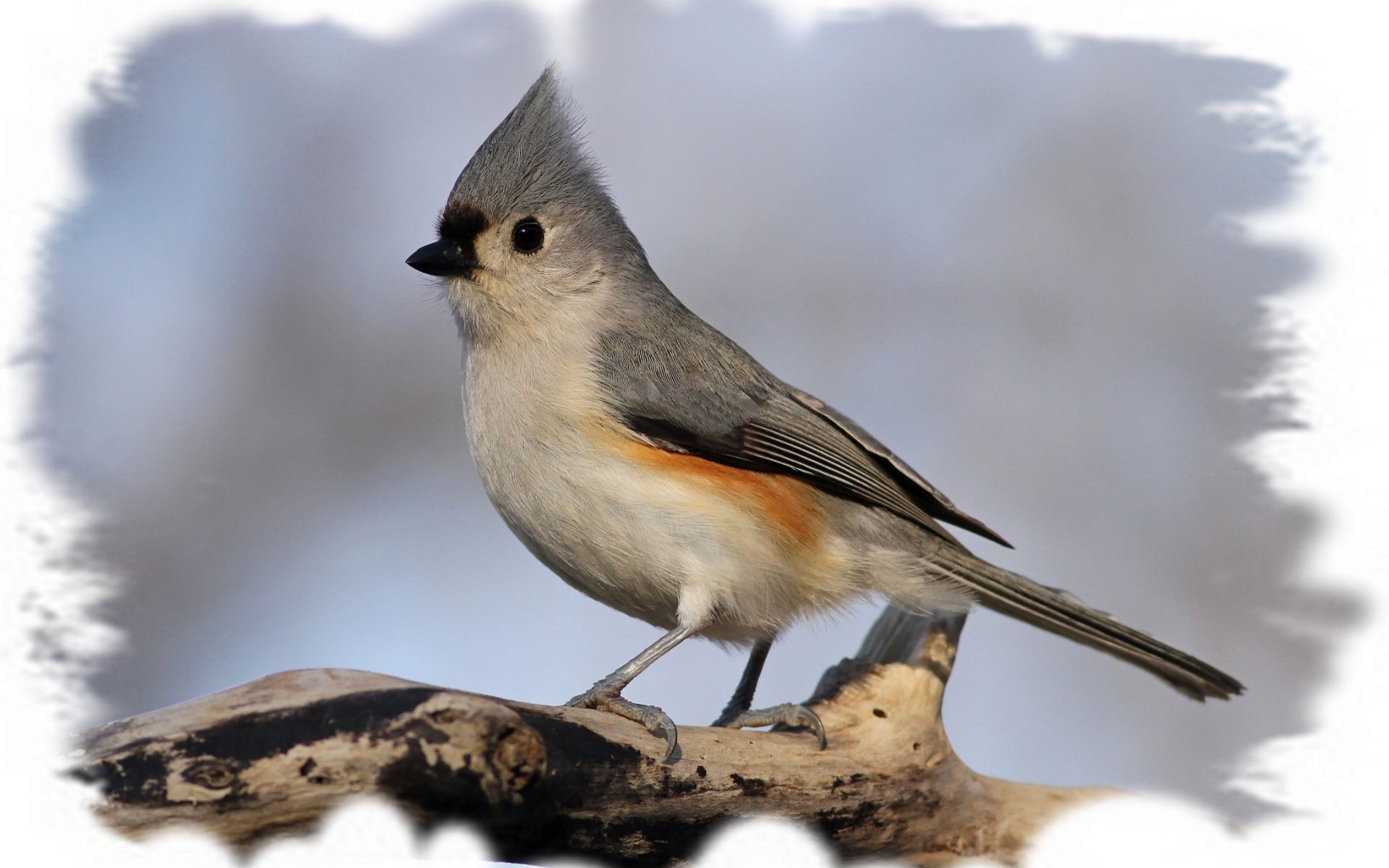 Baixe gratuitamente a imagem Animais, Aves, Pássaro na área de trabalho do seu PC