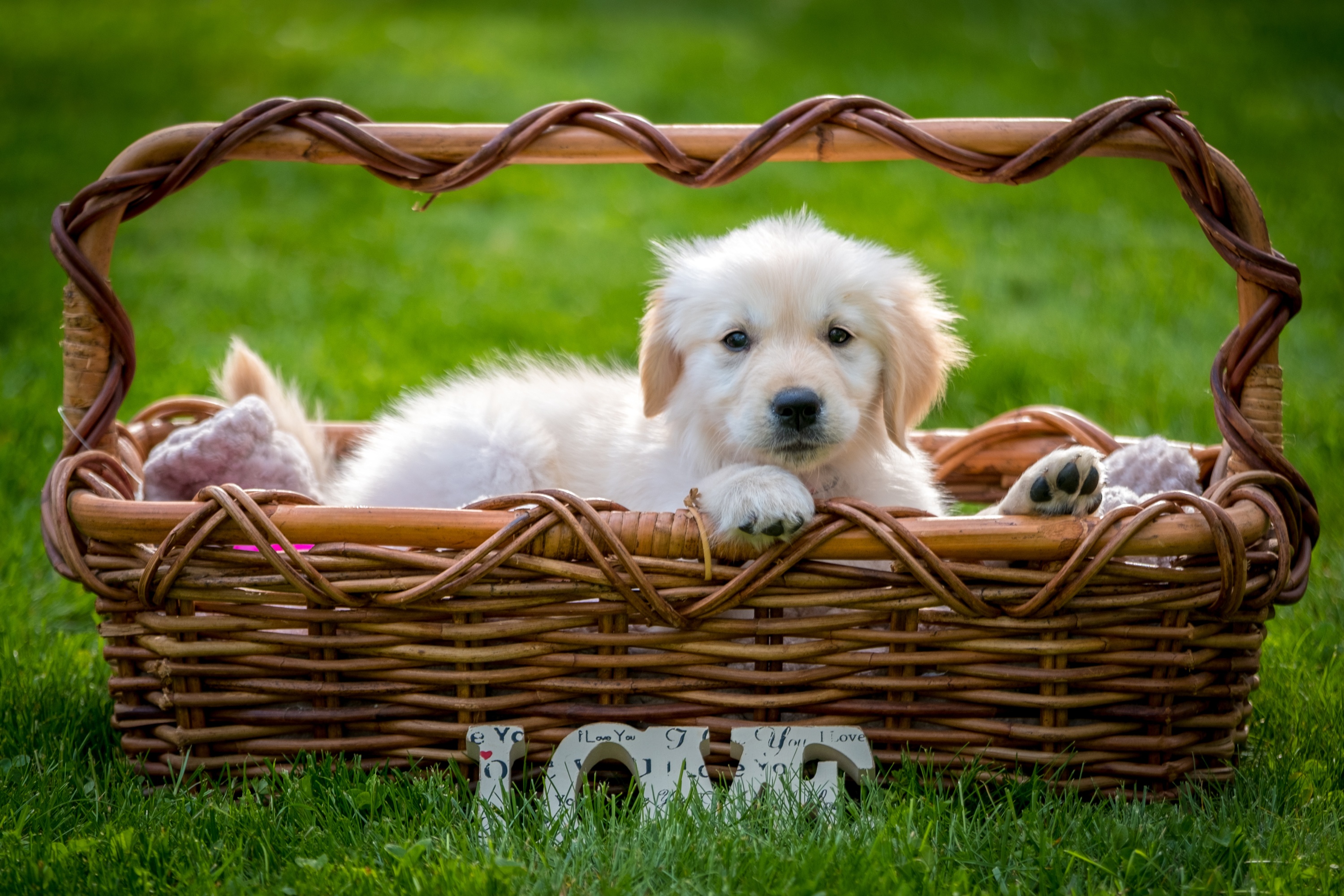 Free download wallpaper Dogs, Dog, Animal, Puppy, Basket, Labrador Retriever, Baby Animal on your PC desktop