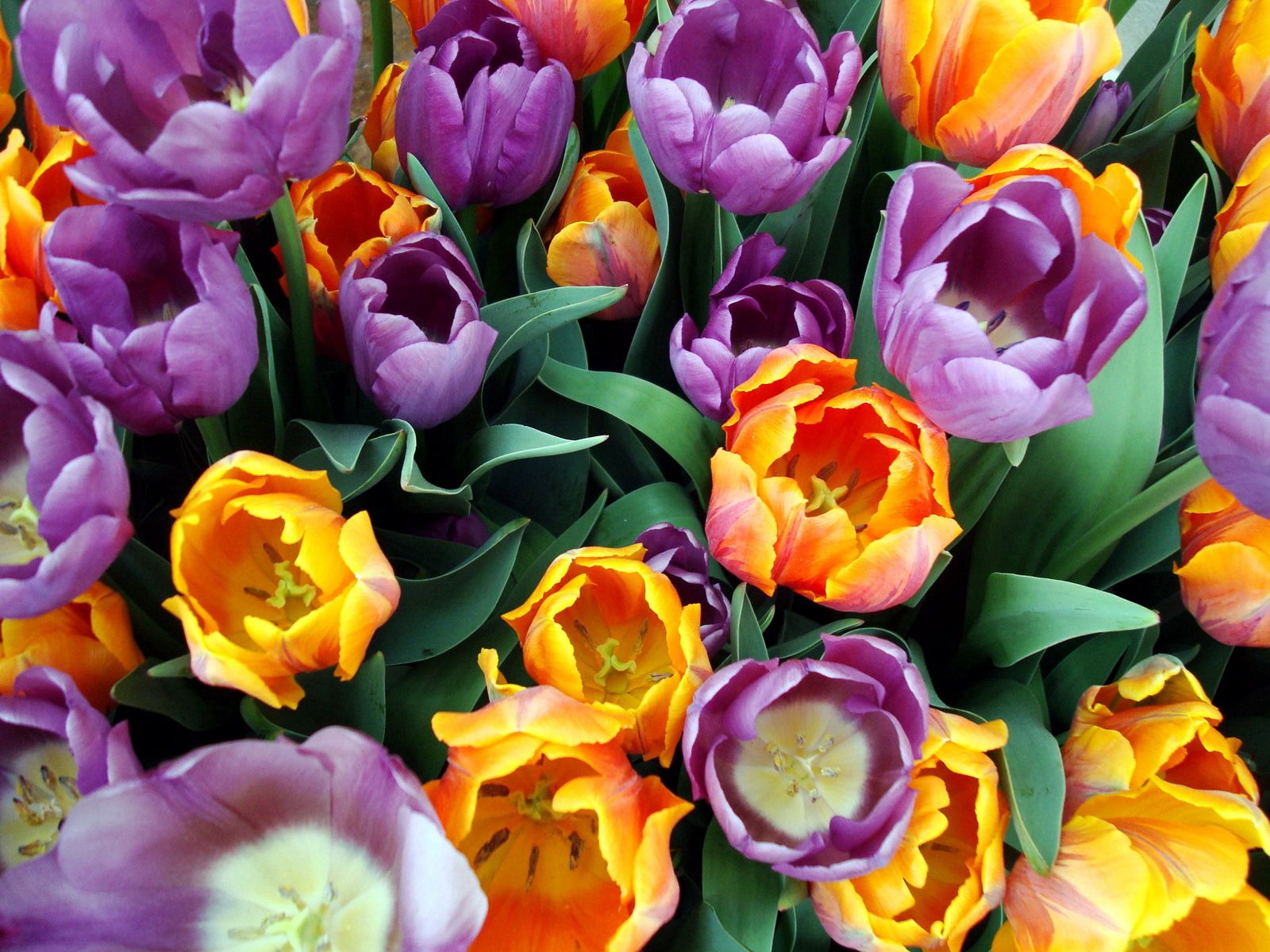 Wallpaper Full HD tulips, flowers, bouquet, stamens, different