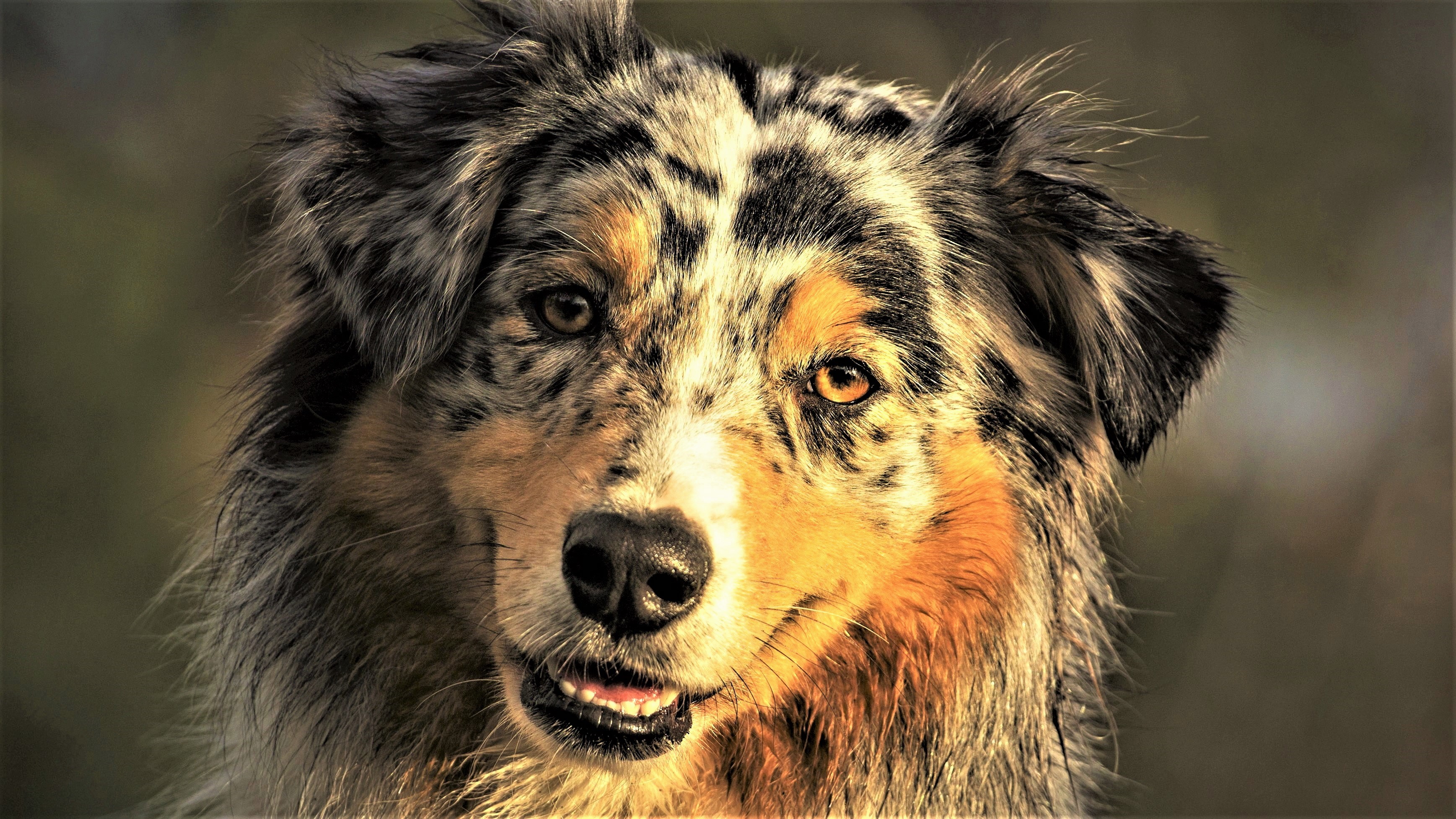 Download mobile wallpaper Dogs, Dog, Animal, Australian Shepherd, Face for free.