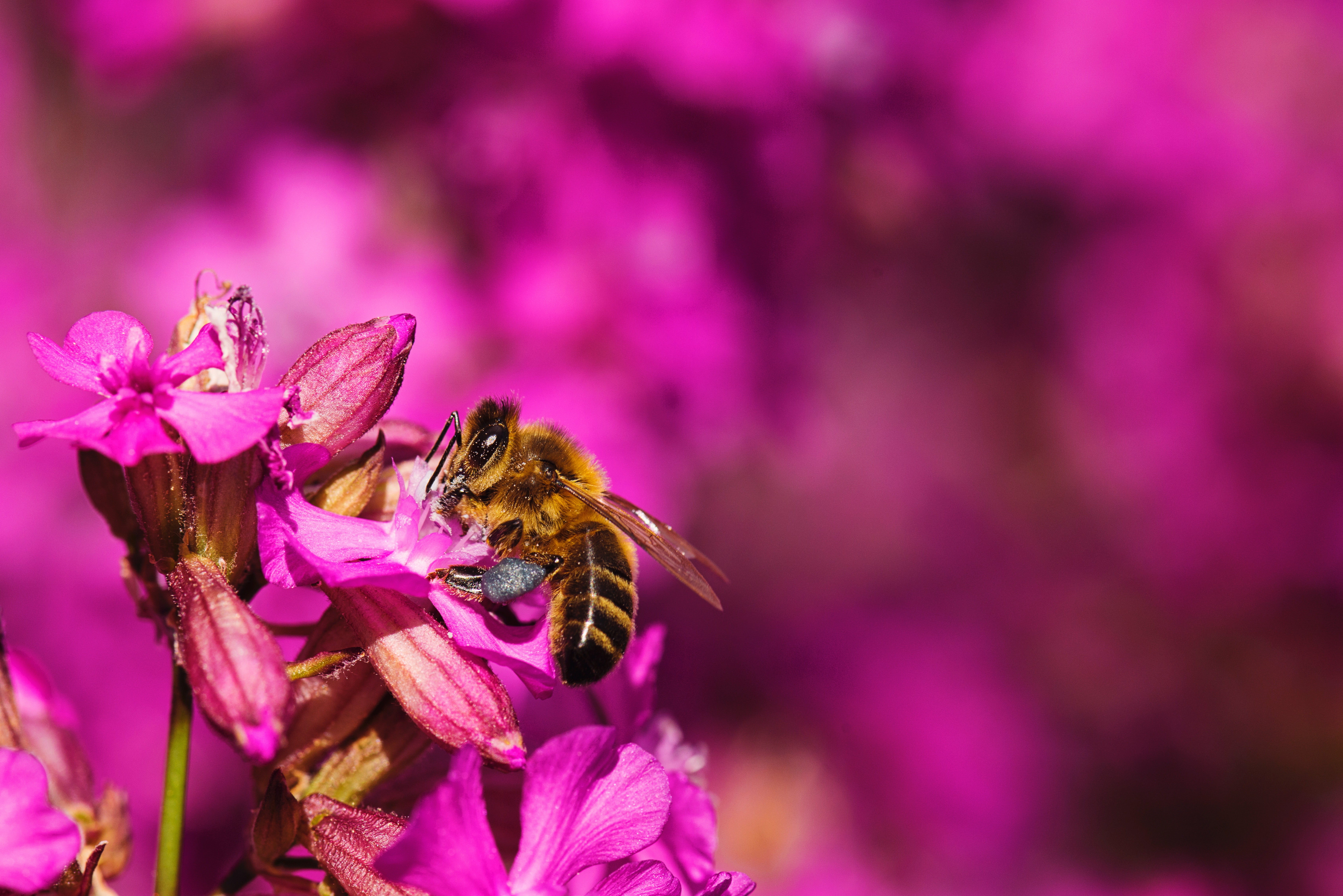 Handy-Wallpaper Tiere, Insekten, Blume, Makro, Insekt, Biene, Verwischen, Pinke Blume kostenlos herunterladen.
