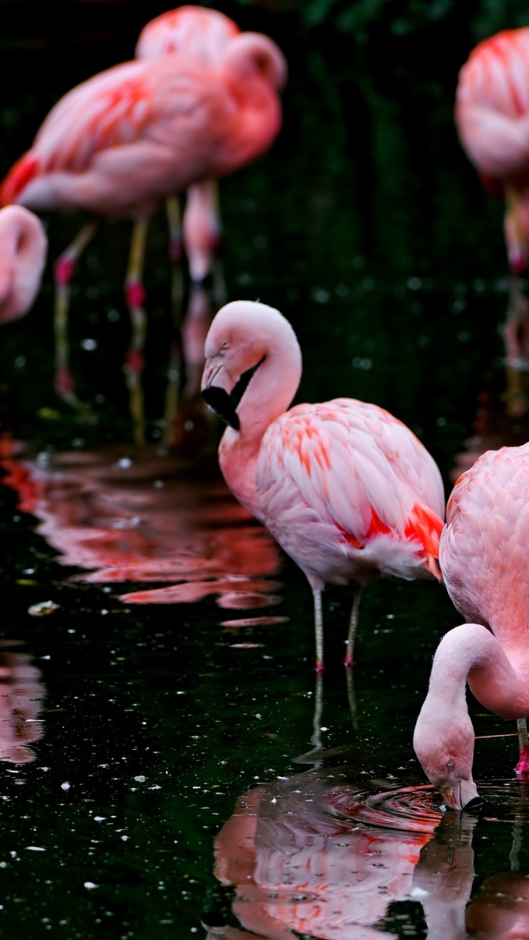 Téléchargez des papiers peints mobile Animaux, Des Oiseaux, Flamant Rose gratuitement.