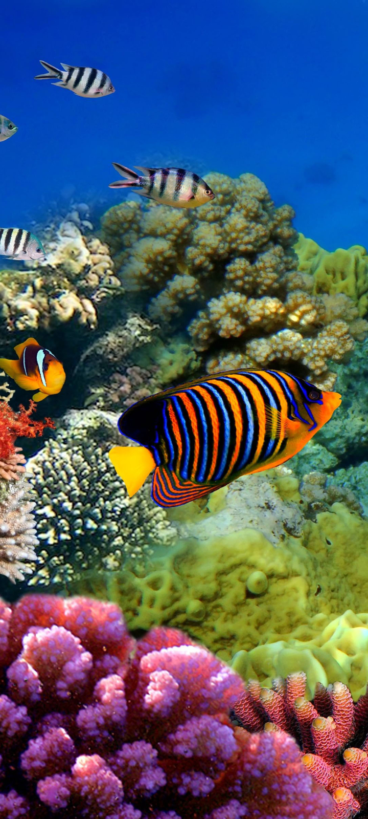 Download mobile wallpaper Fishes, Coral, Colors, Animal, Fish, Underwater, Great Barrier Reef for free.