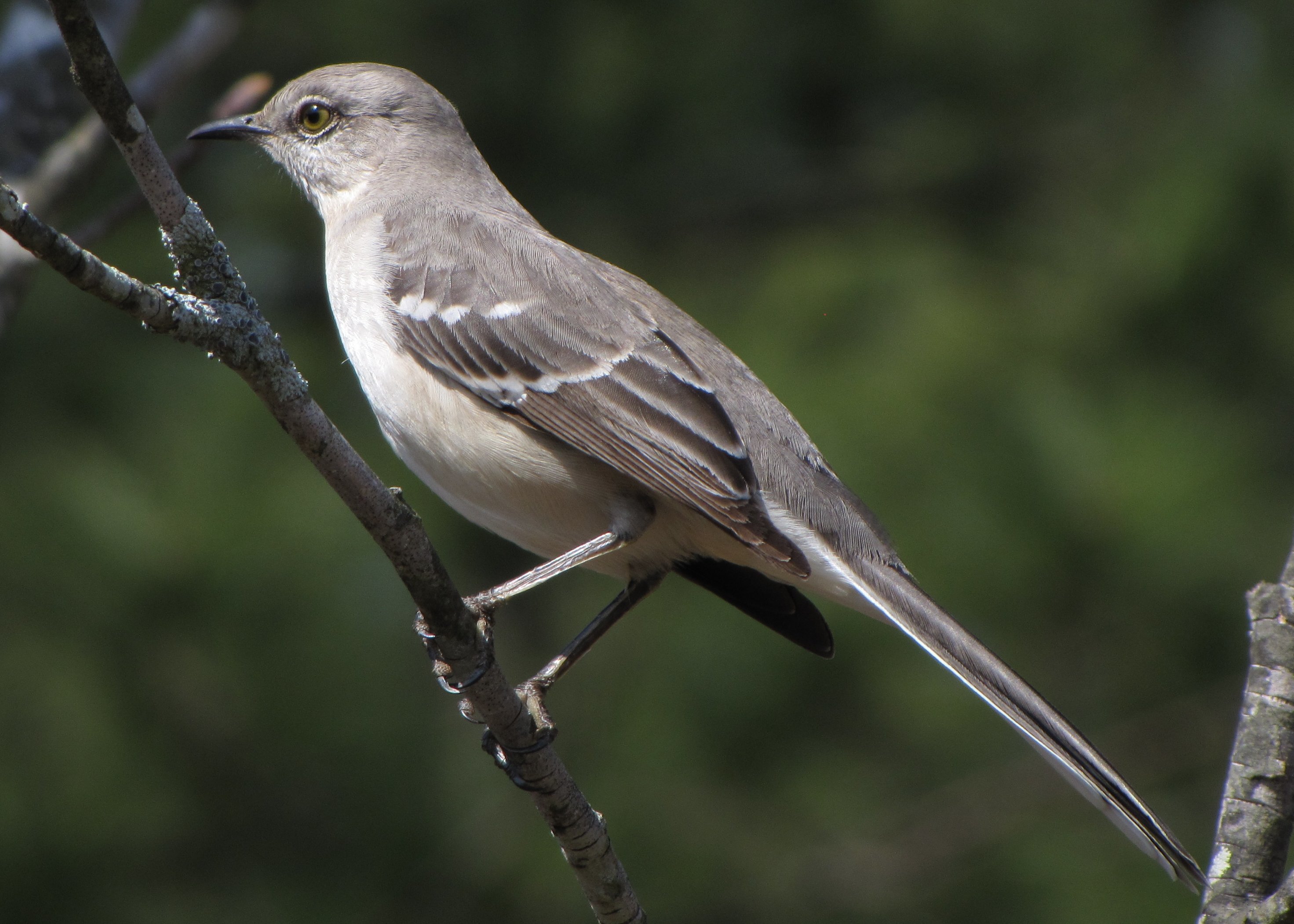 Baixe gratuitamente a imagem Animais, Aves, Pássaro na área de trabalho do seu PC