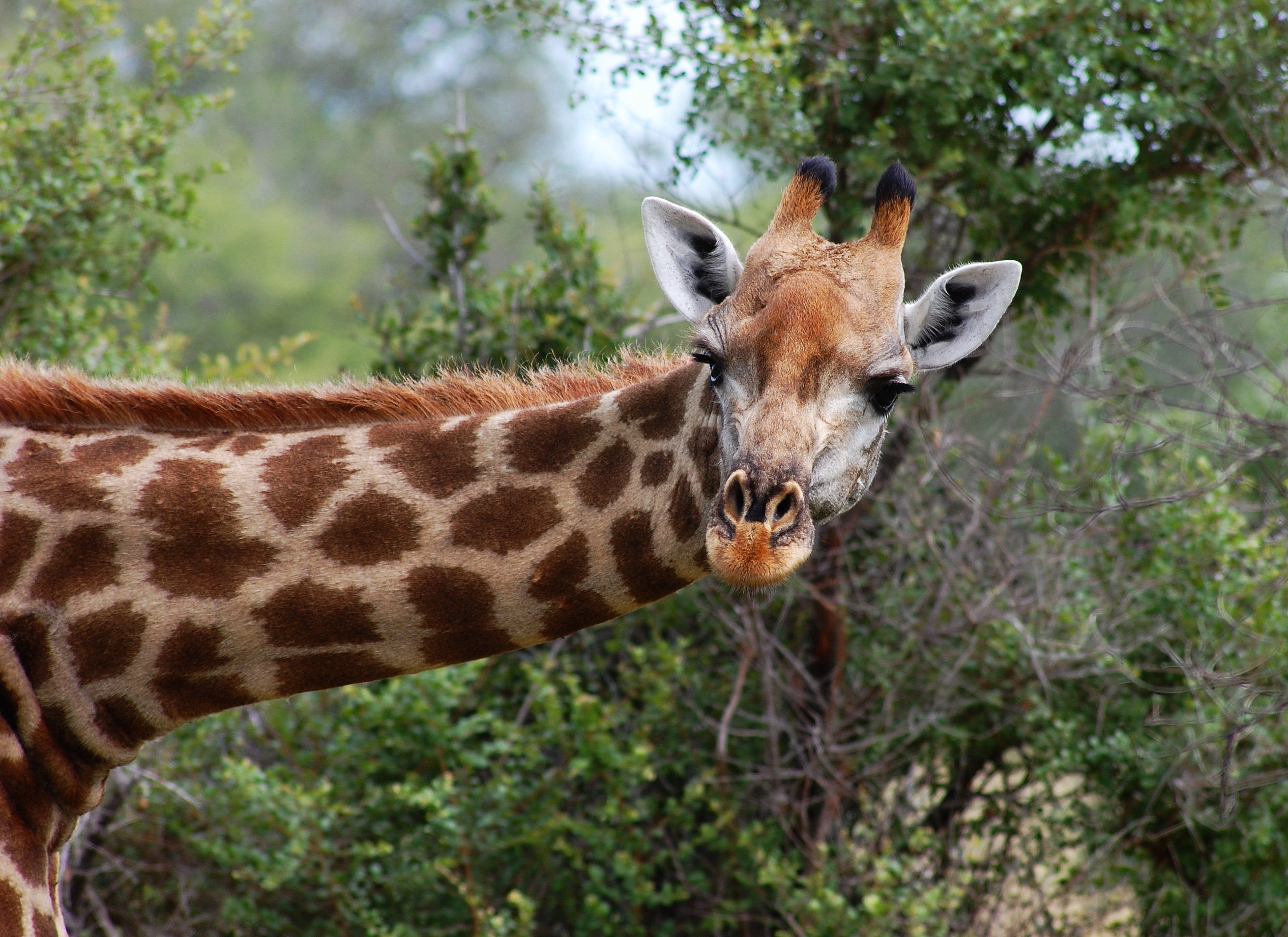 Free download wallpaper Animal, Giraffe on your PC desktop