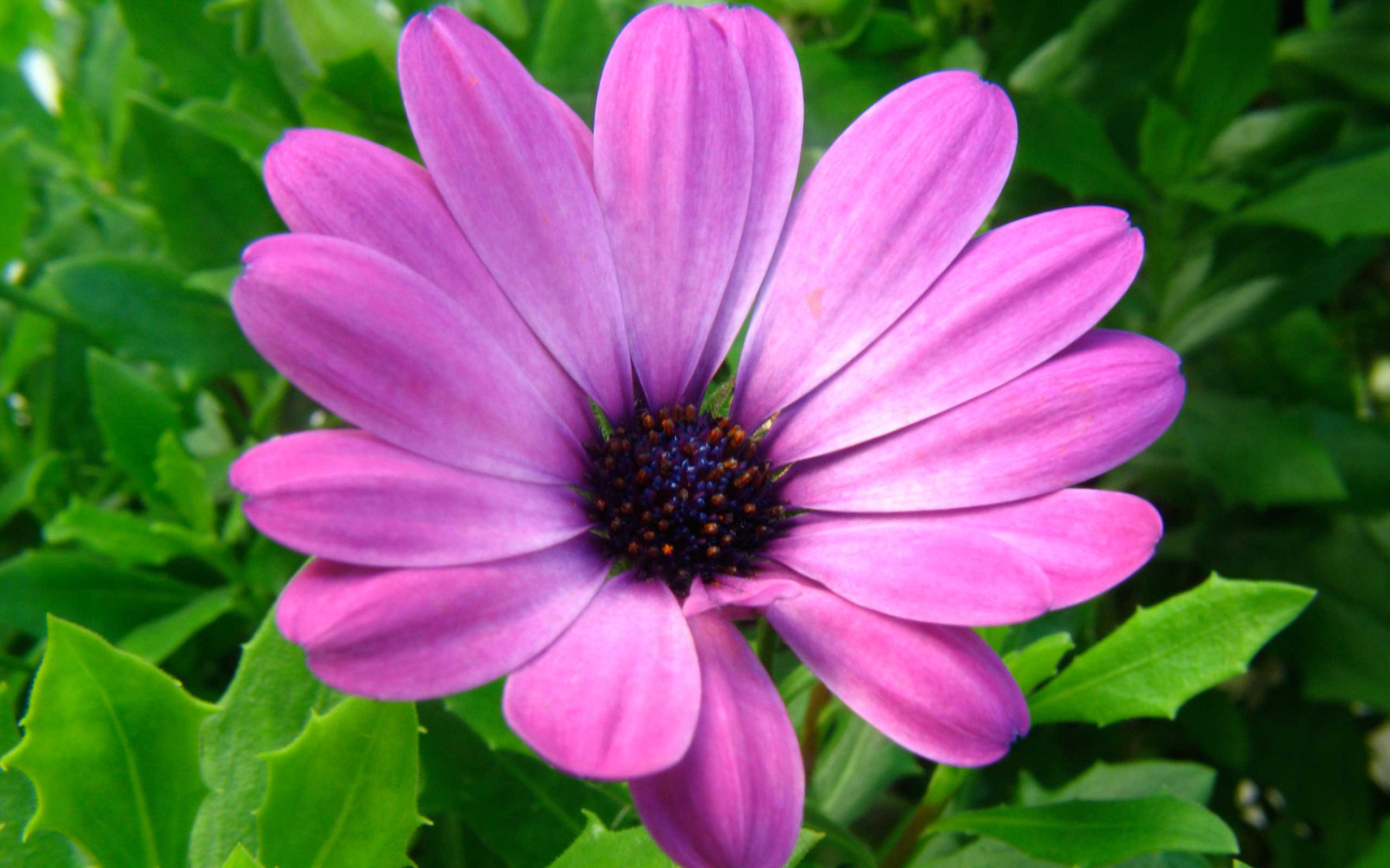 PCデスクトップに自然, 花, 閉じる, 地球, デイジー, アフリカンデイジー, 紫色の花画像を無料でダウンロード