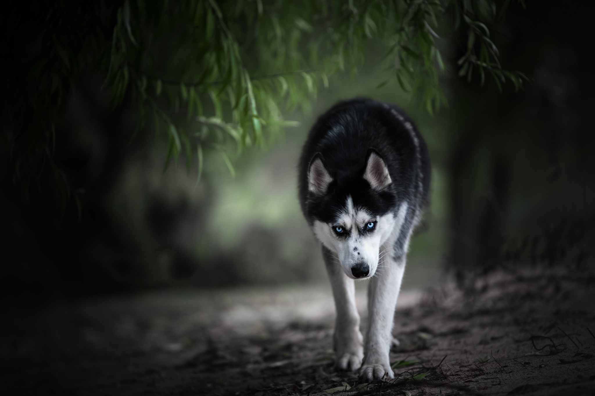 Free download wallpaper Dogs, Dog, Animal, Husky, Depth Of Field on your PC desktop