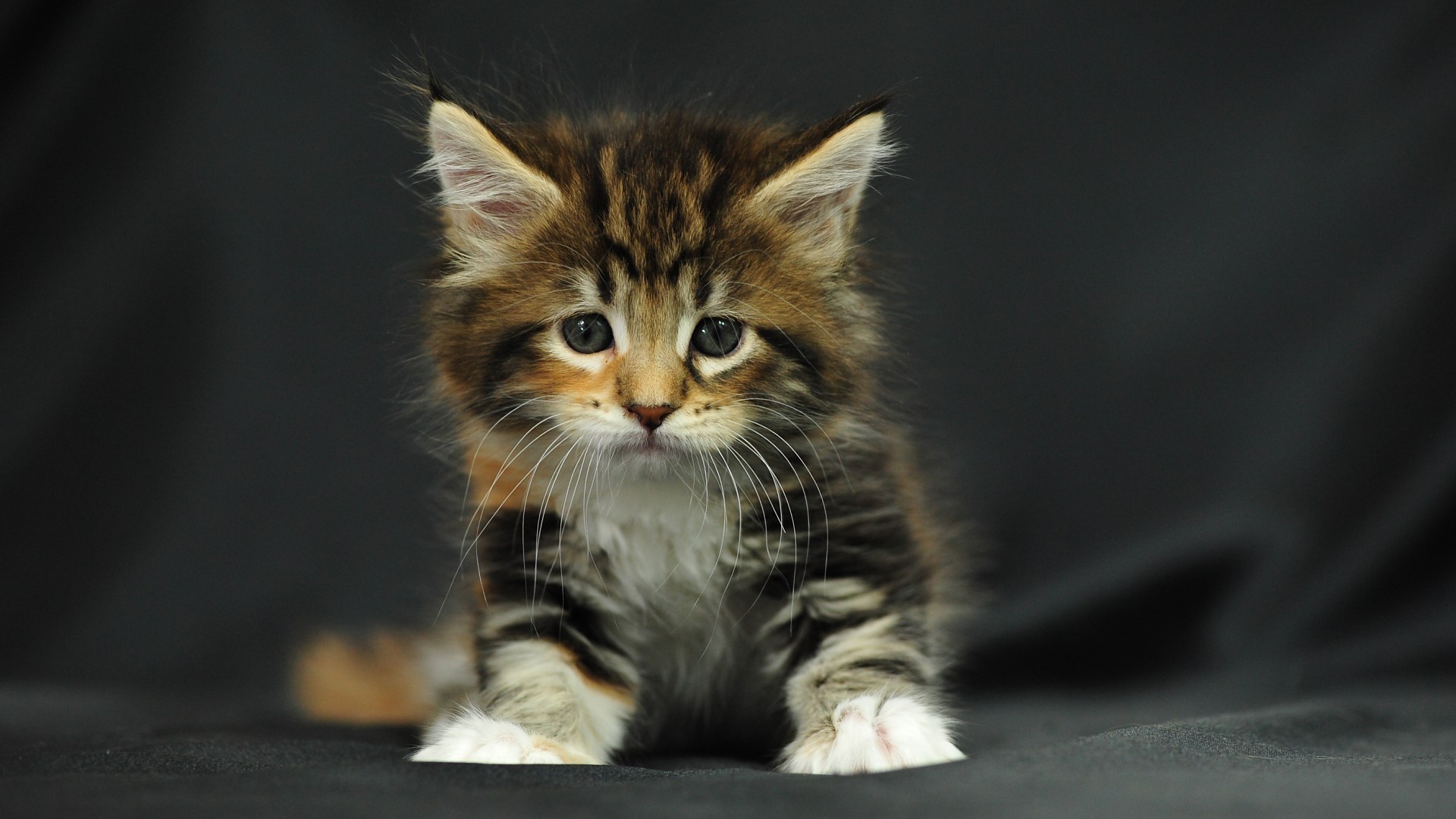 PCデスクトップに動物, ネコ, 猫, 子猫, 可愛い画像を無料でダウンロード