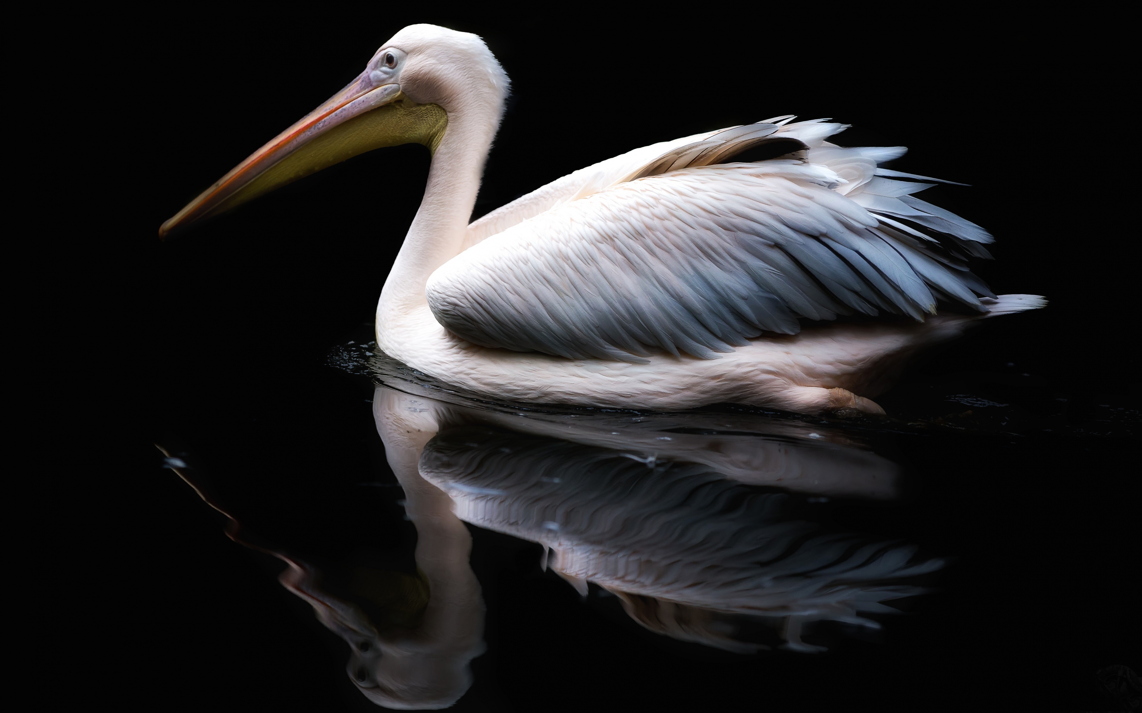 Free download wallpaper Birds, Reflection, Bird, Animal, Pelican on your PC desktop