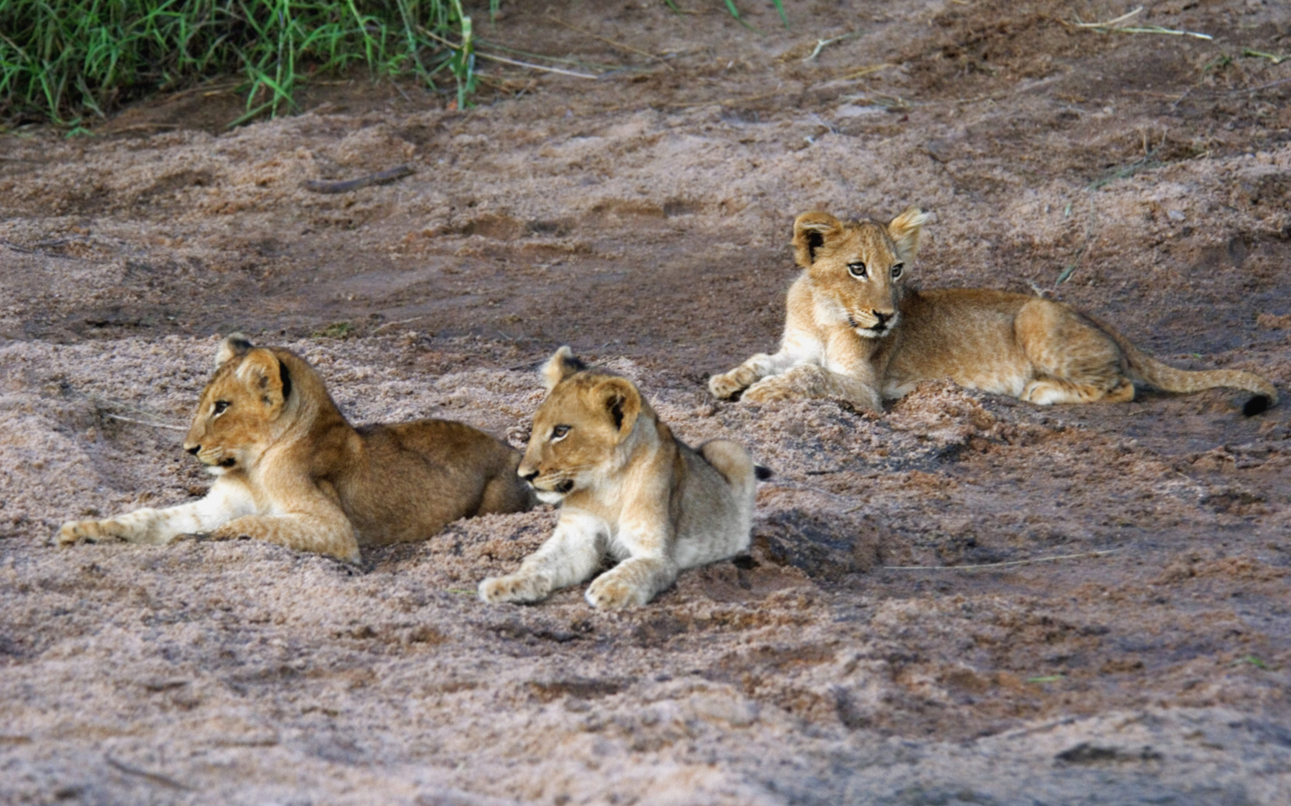 Téléchargez des papiers peints mobile Animaux, Chats, Lion gratuitement.