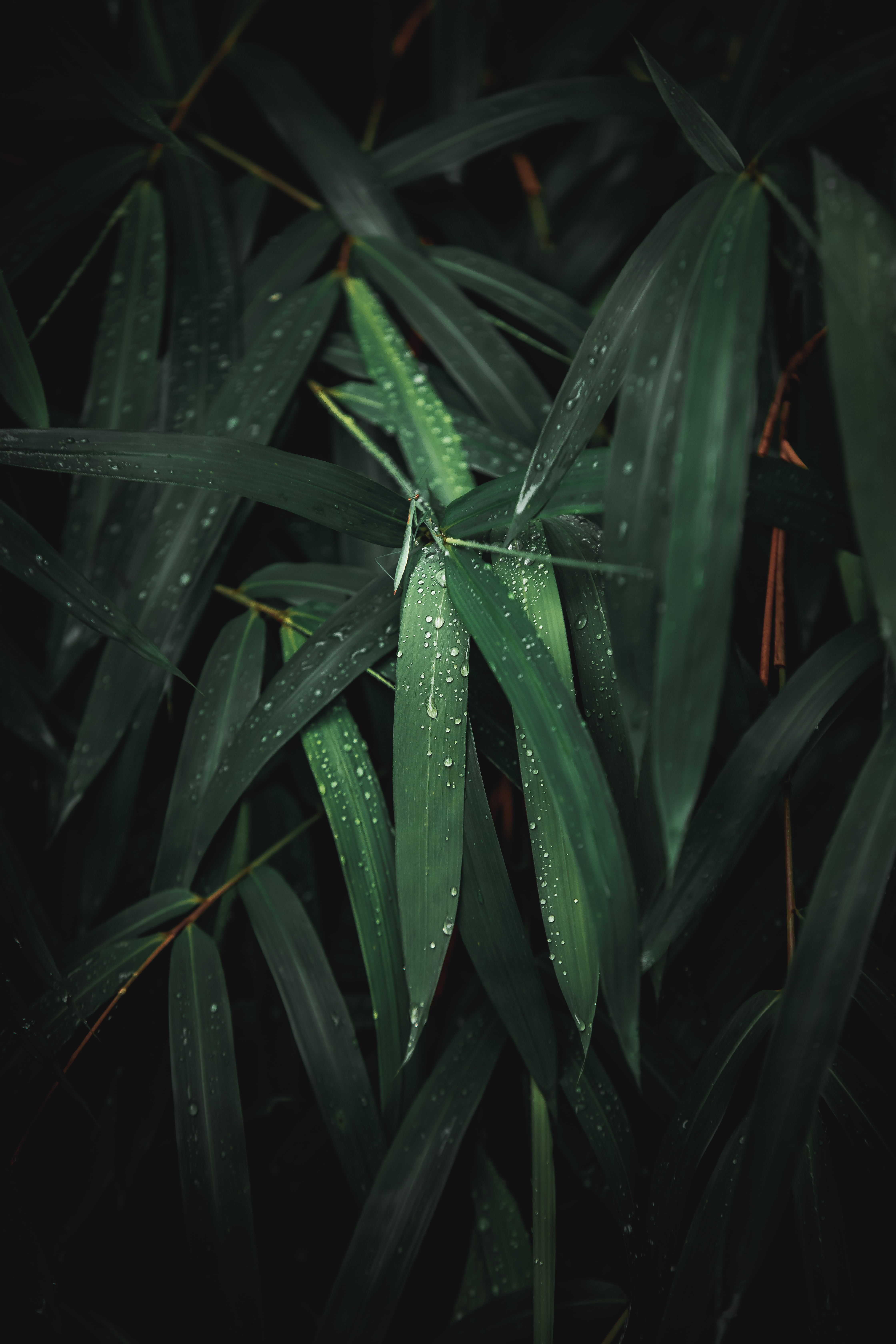 Download mobile wallpaper Macro, Leaves, Wet, Plant, Drops for free.