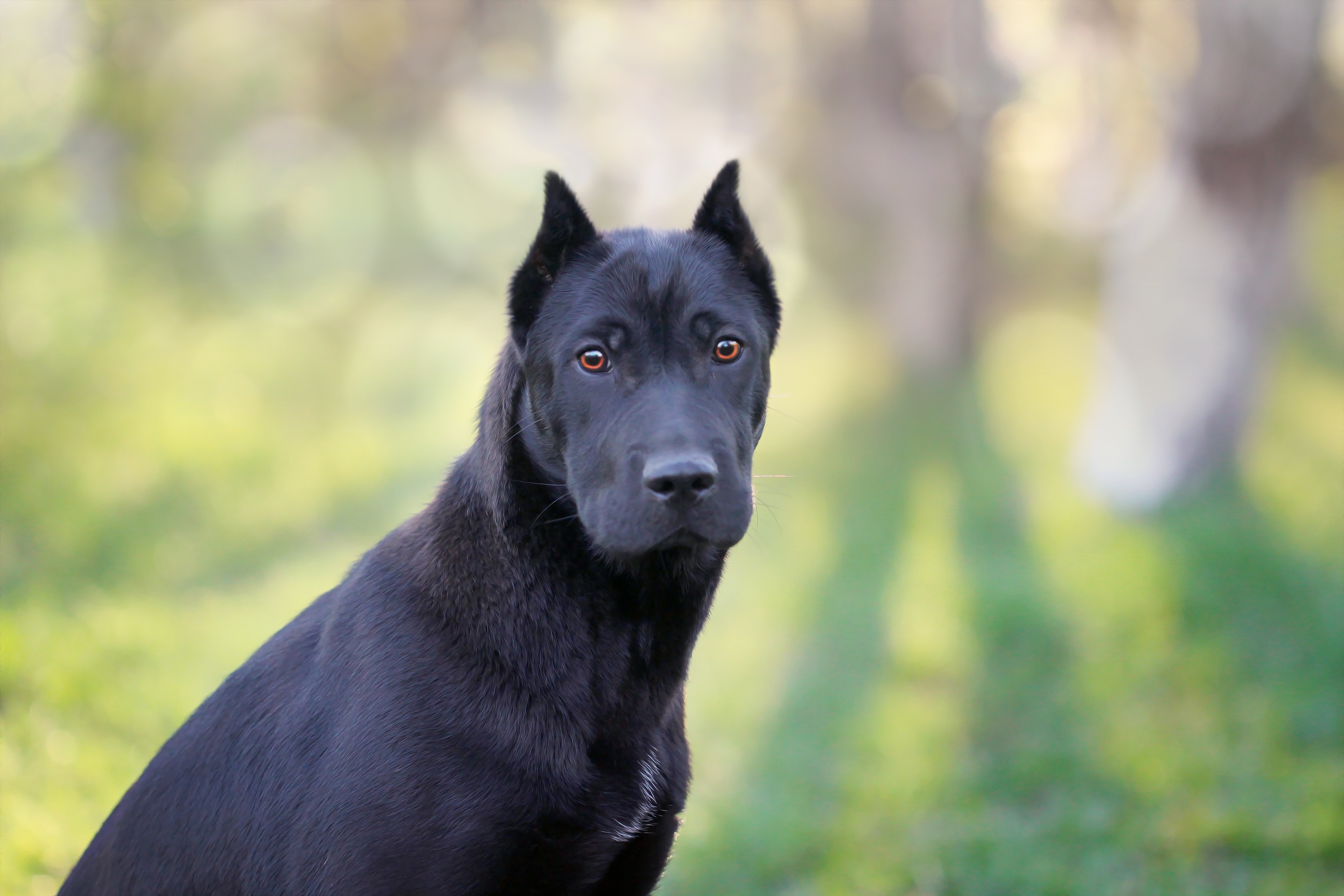 無料モバイル壁紙動物, 犬, 被写界深度をダウンロードします。