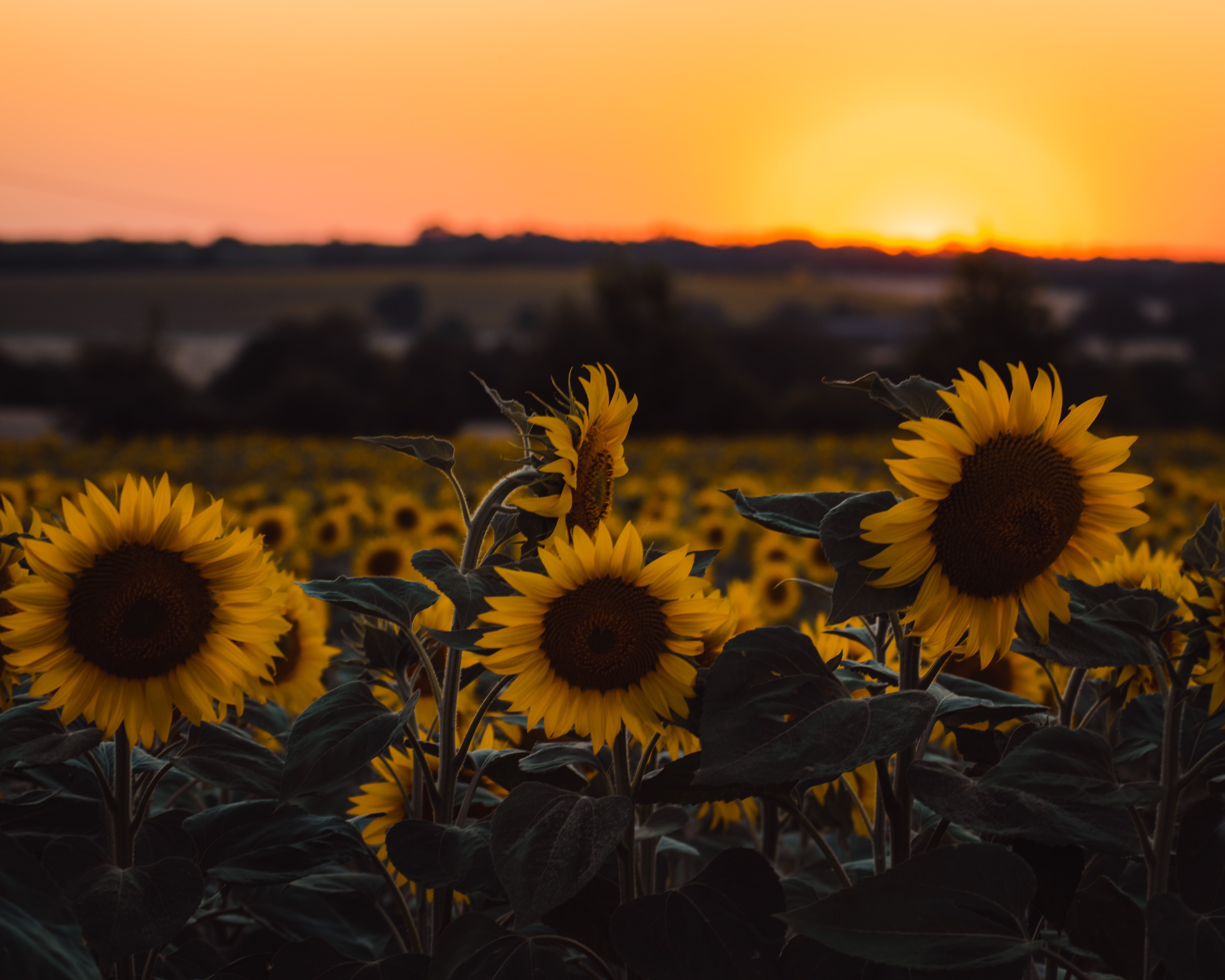 sunflowers, yellow, flowers, sunset, field 4K