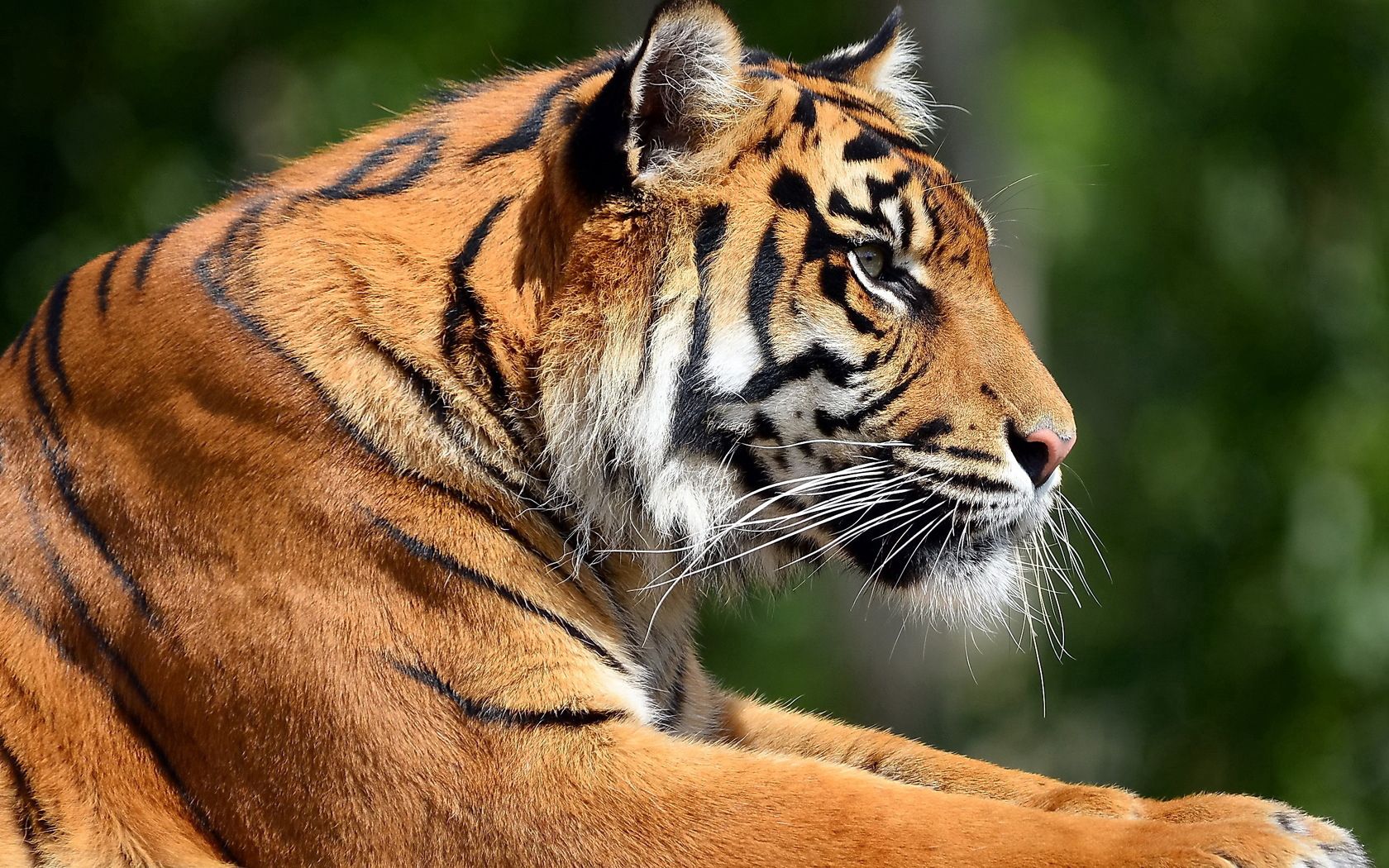 58201 скачать картинку животные, профиль, тигр, морда, большая кошка - обои и заставки бесплатно