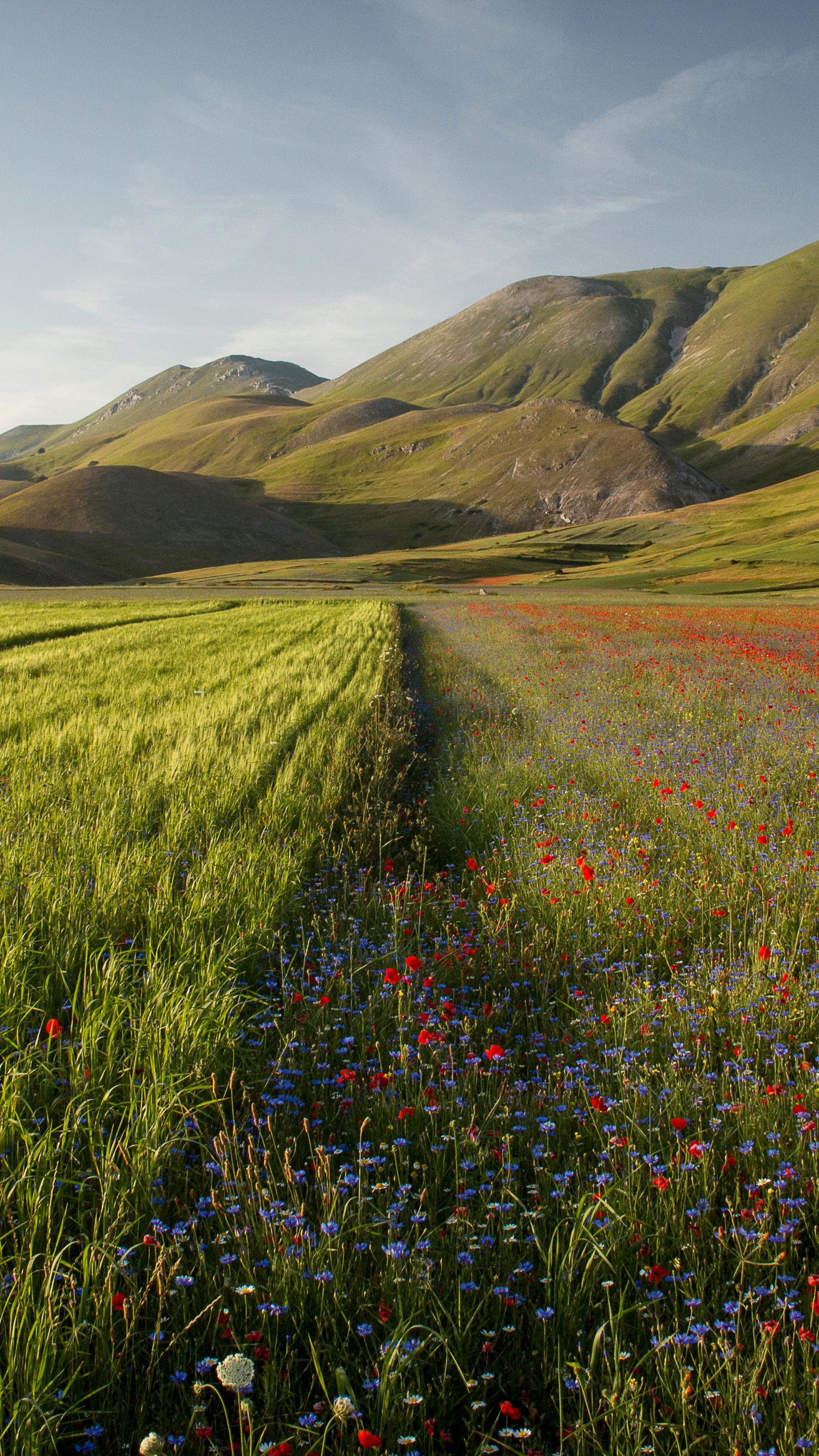 Download mobile wallpaper Landscape, Nature, Summer, Mountain, Flower, Earth, Field, Poppy, Red Flower for free.
