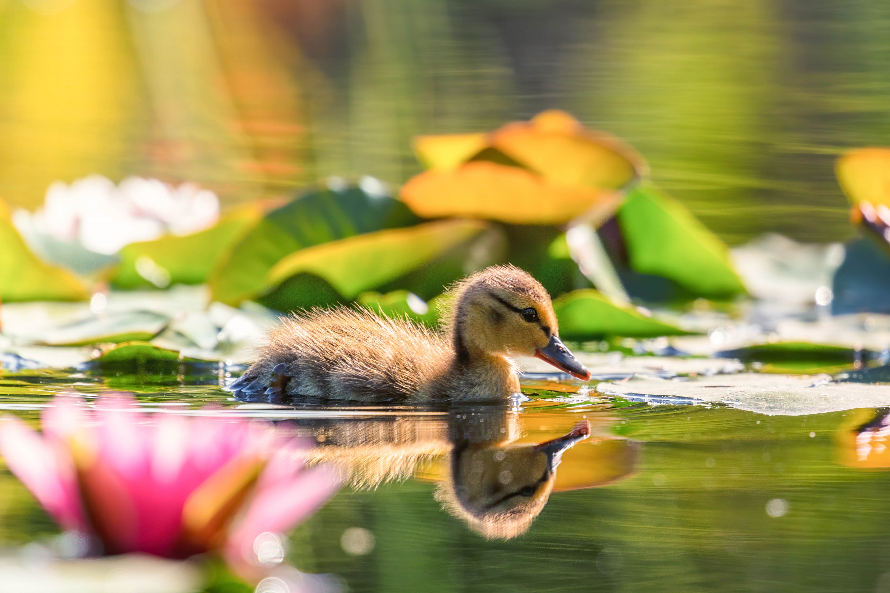 Download mobile wallpaper Birds, Reflection, Bird, Animal, Duck, Pond, Duckling, Baby Animal for free.