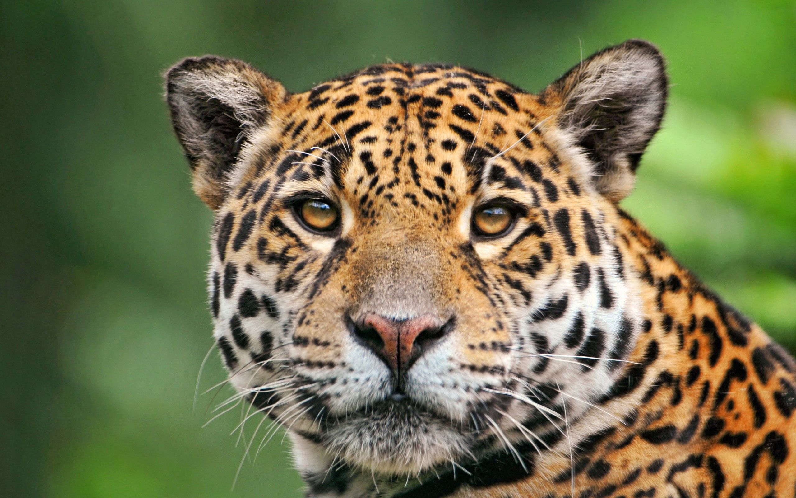 Download mobile wallpaper Jaguar, Muzzle, Animals, Color for free.
