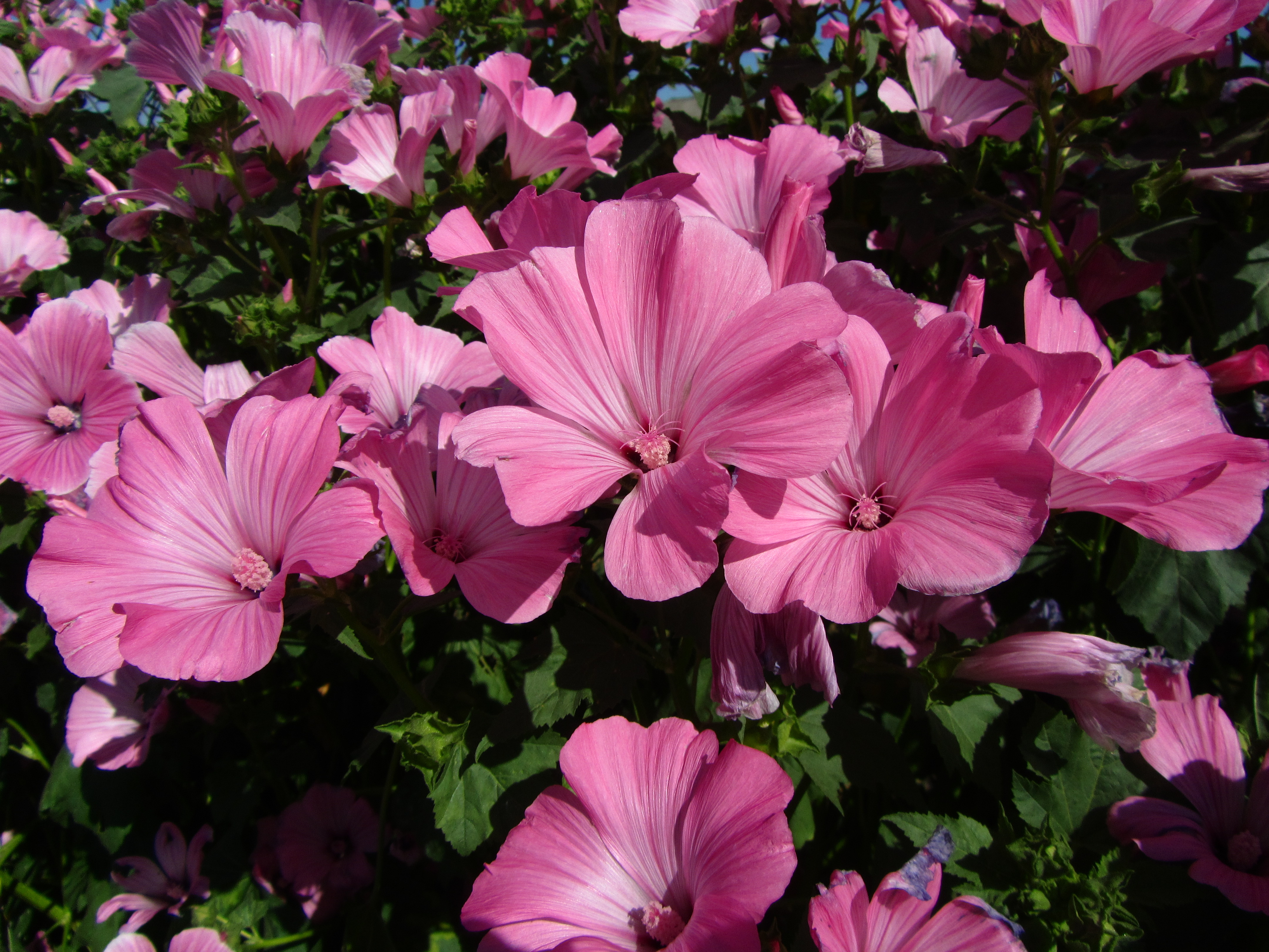 Descarga gratuita de fondo de pantalla para móvil de Flores, Flor, Tierra/naturaleza.