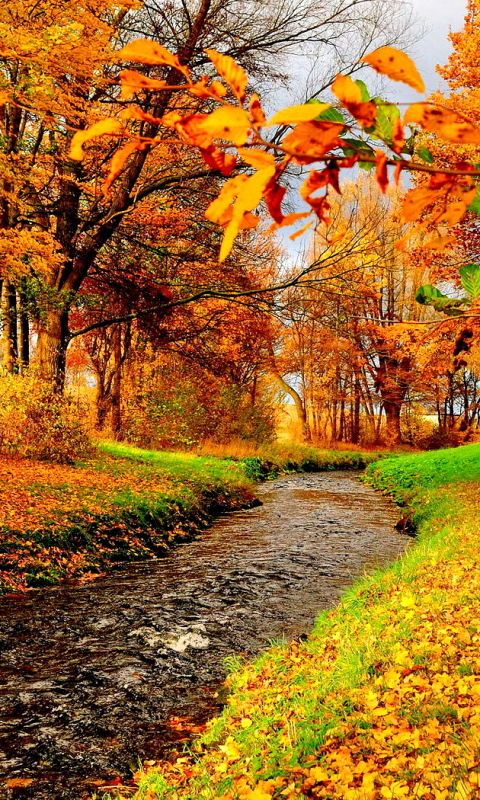Download mobile wallpaper Tree, Fall, Earth, Creek for free.