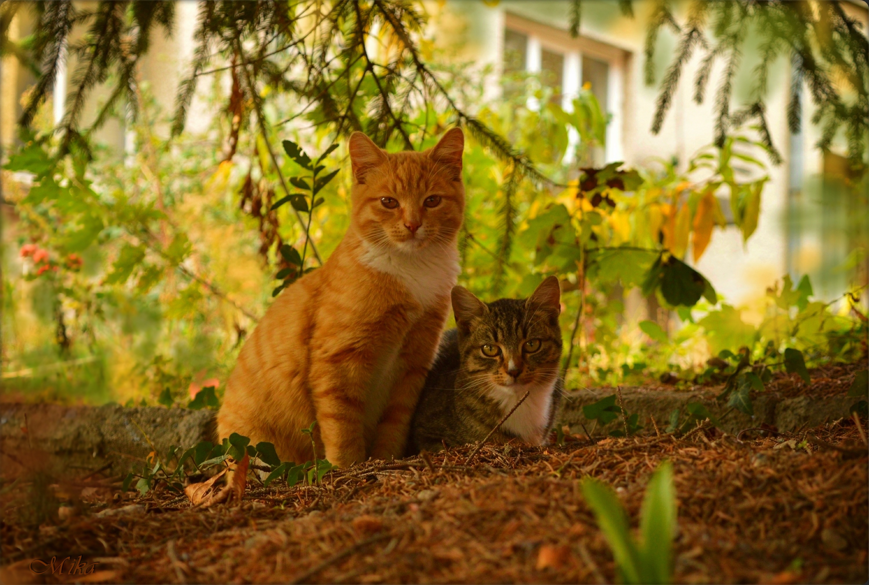 Handy-Wallpaper Tiere, Katzen, Katze, Planze kostenlos herunterladen.