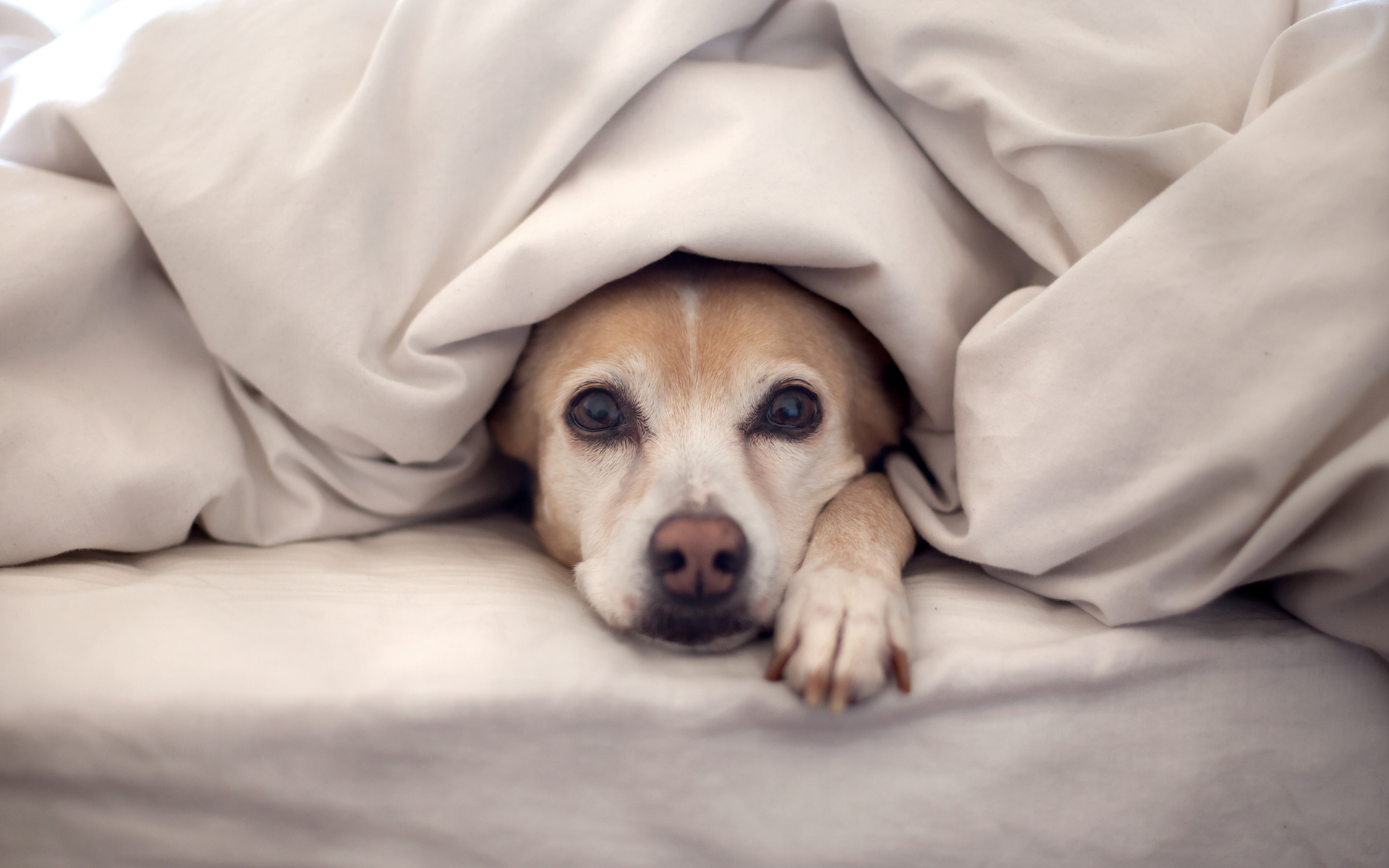 Téléchargez des papiers peints mobile Animaux, Chien gratuitement.