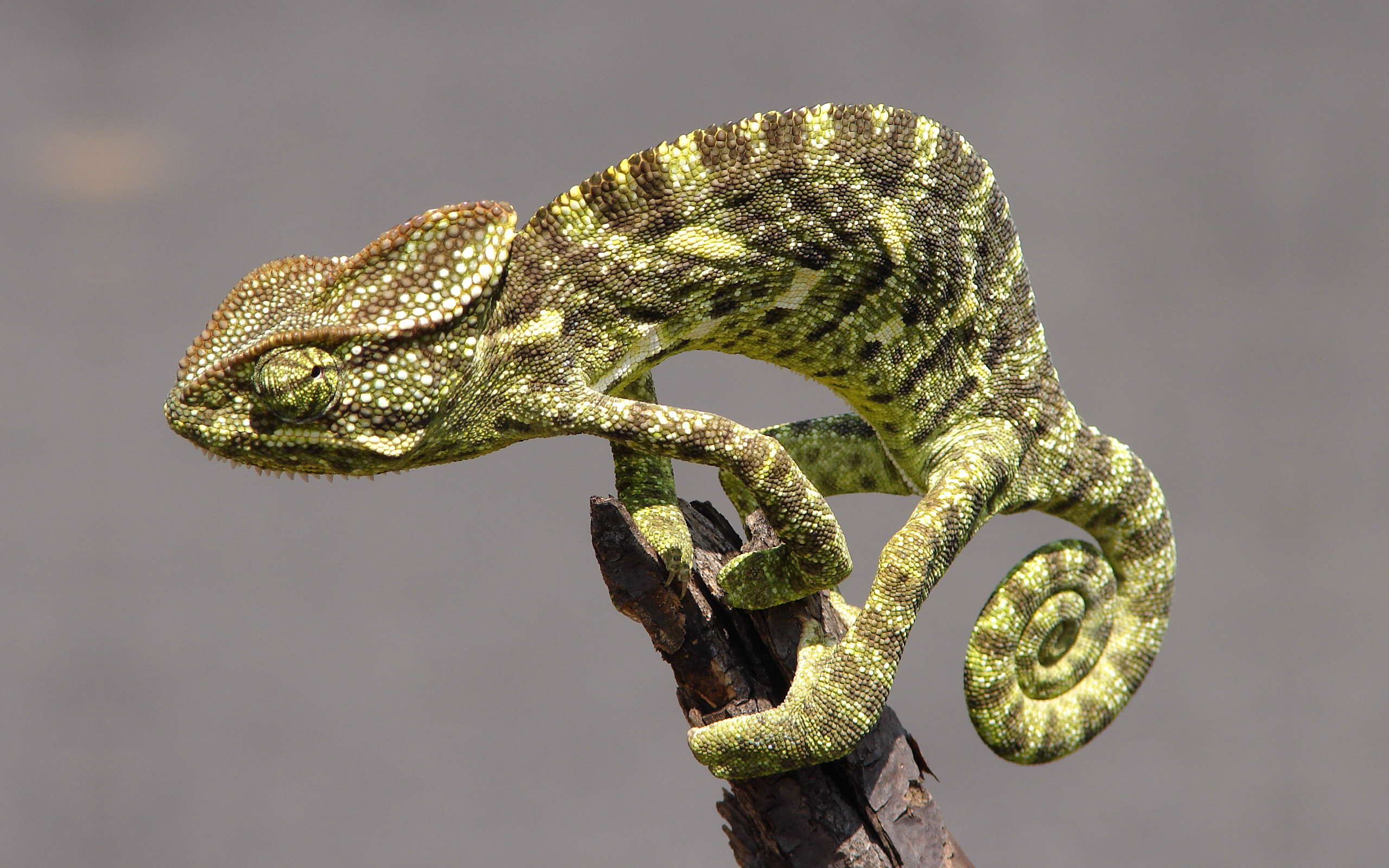 Descarga gratis la imagen Animales, Camaleón, Reptiles en el escritorio de tu PC