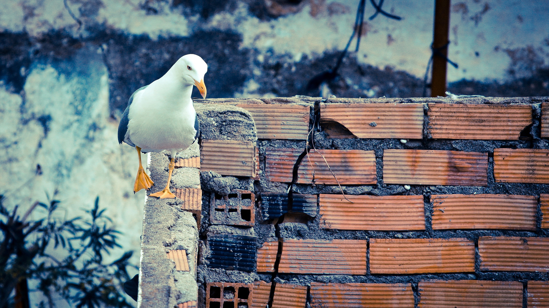 Download mobile wallpaper Birds, Animal, Seagull for free.