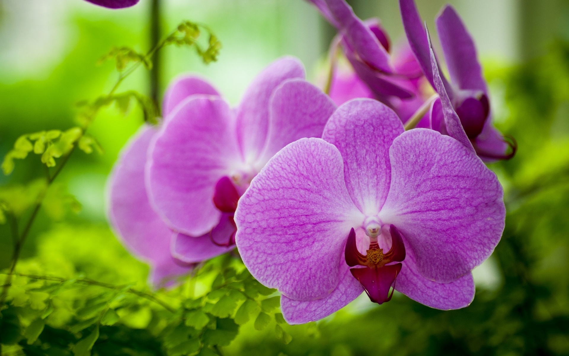 Download mobile wallpaper Earth, Orchid for free.