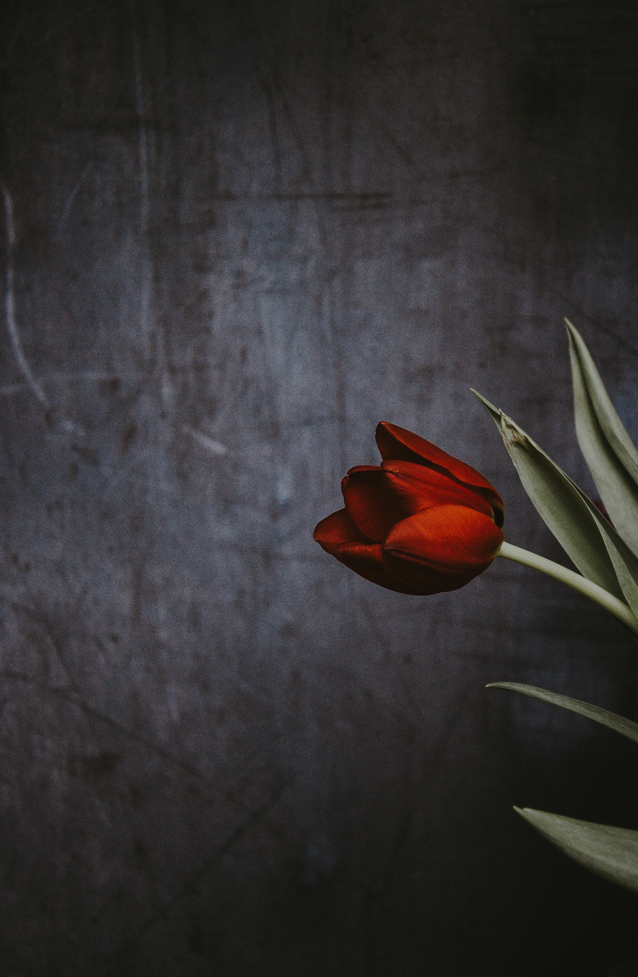 117979 скачать обои тюльпан, цветы, цветок, стена - заставки и картинки бесплатно