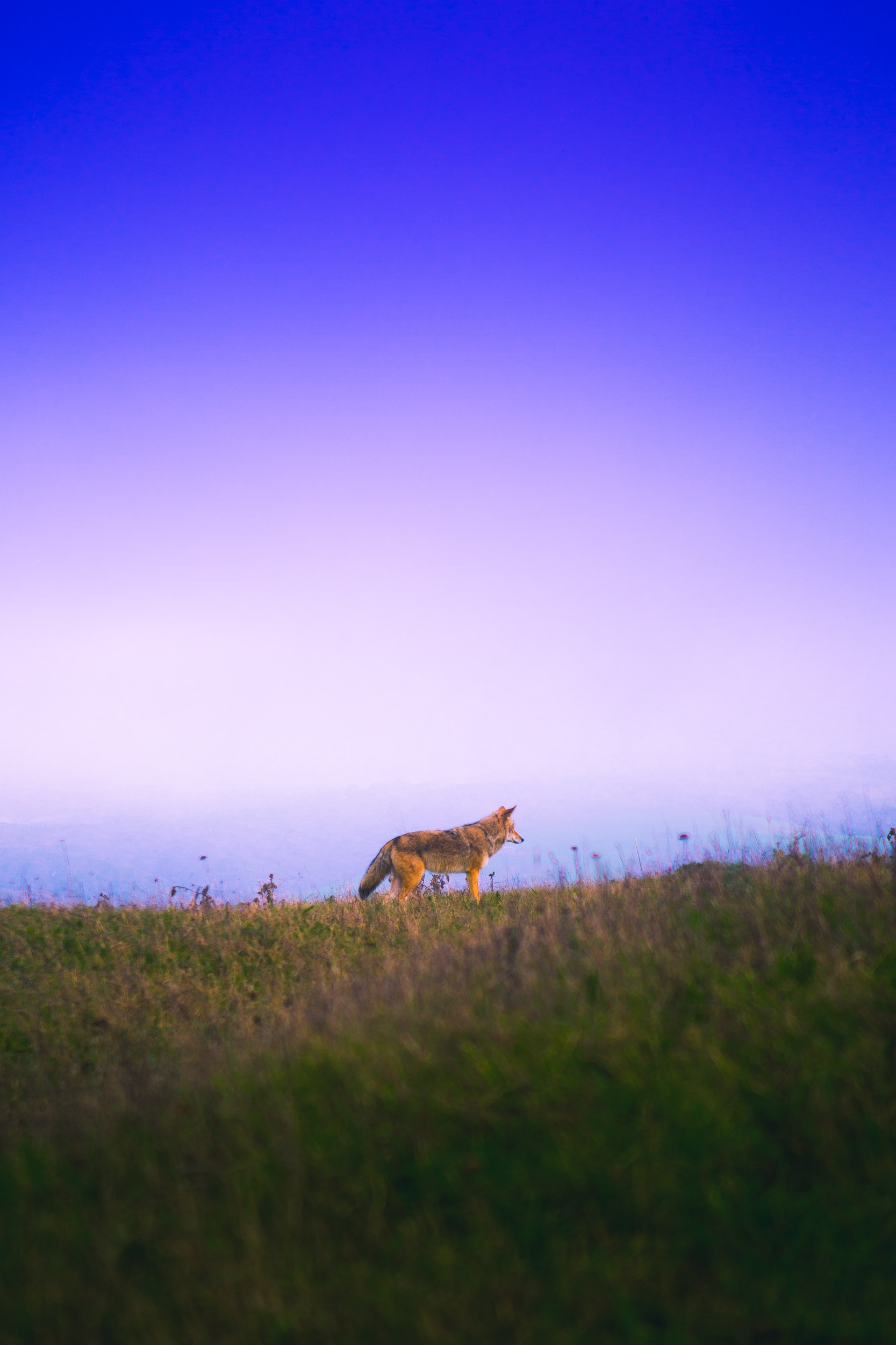 Laden Sie das Grass, Sky, Bummel, Spaziergang, Ein Fuchs, Tiere, Fuchs-Bild kostenlos auf Ihren PC-Desktop herunter