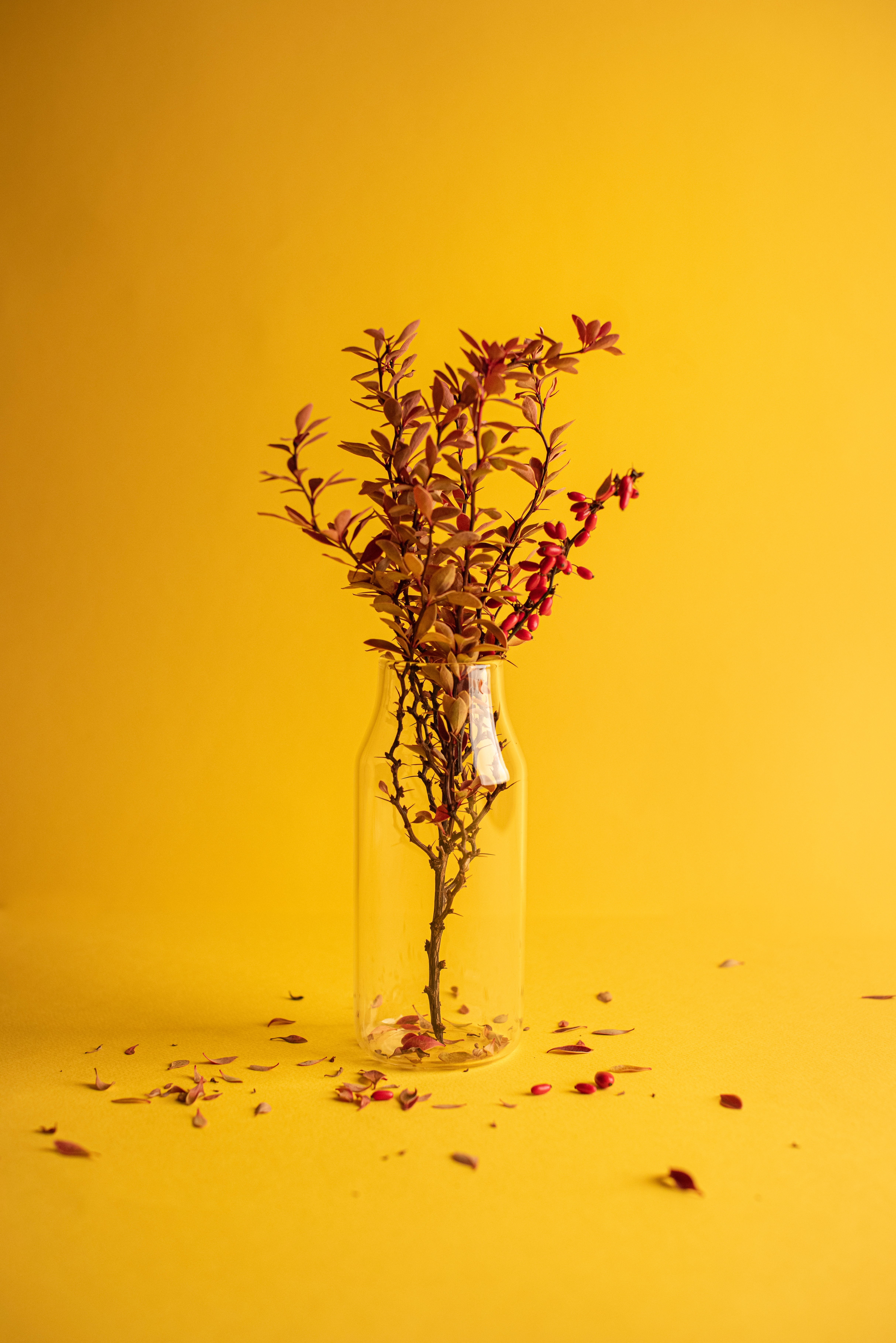minimalism, yellow, branch, vase HD wallpaper