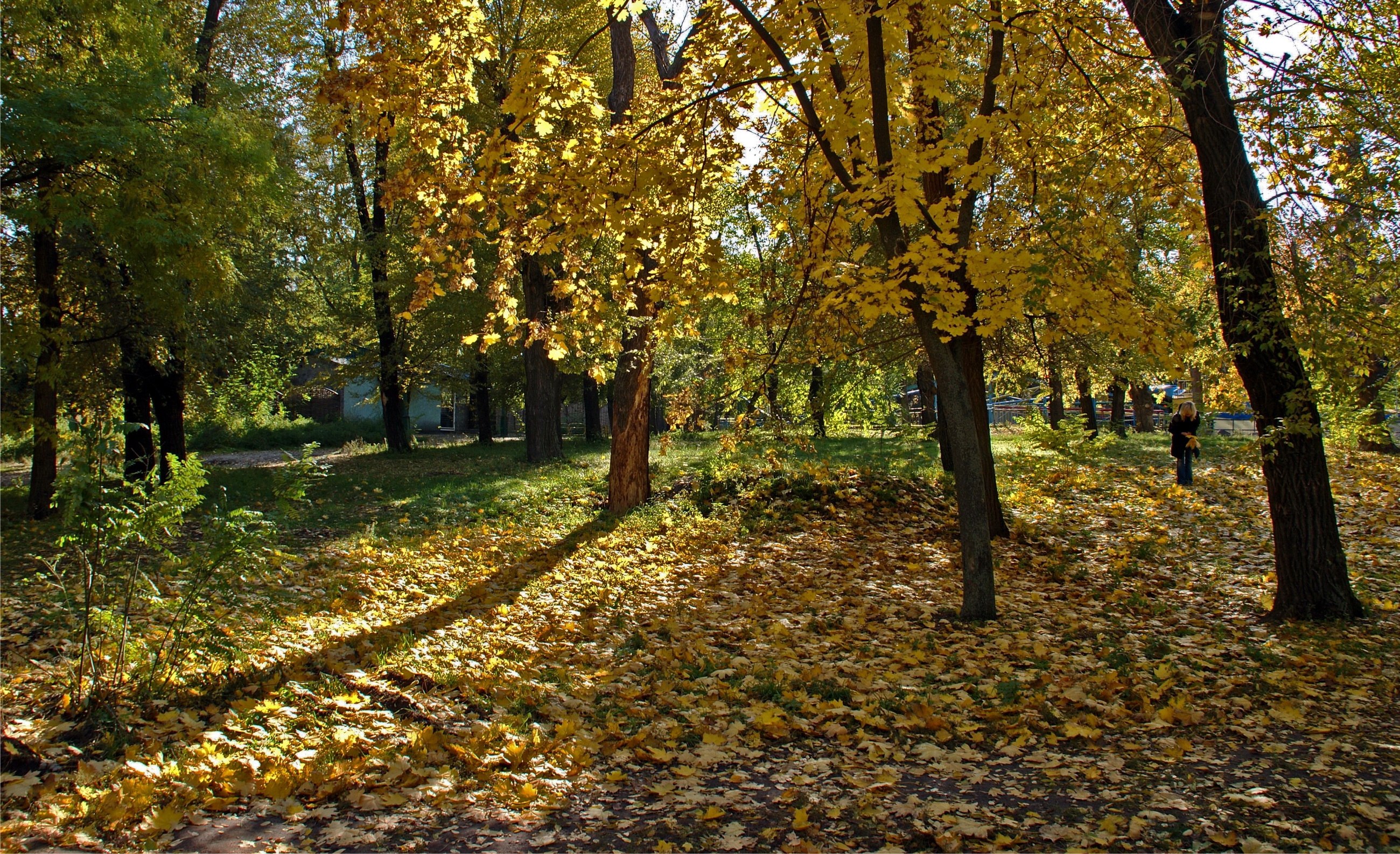 77997 télécharger l'image nature, forêt, chute des feuilles, tomber, ombre, fille, ombres, ukraine, dnipropetrovsk, dnepropetrovsk - fonds d'écran et économiseurs d'écran gratuits